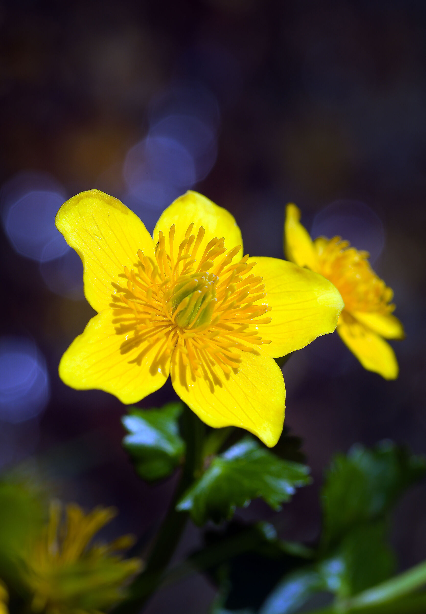 Caltha palustris ...