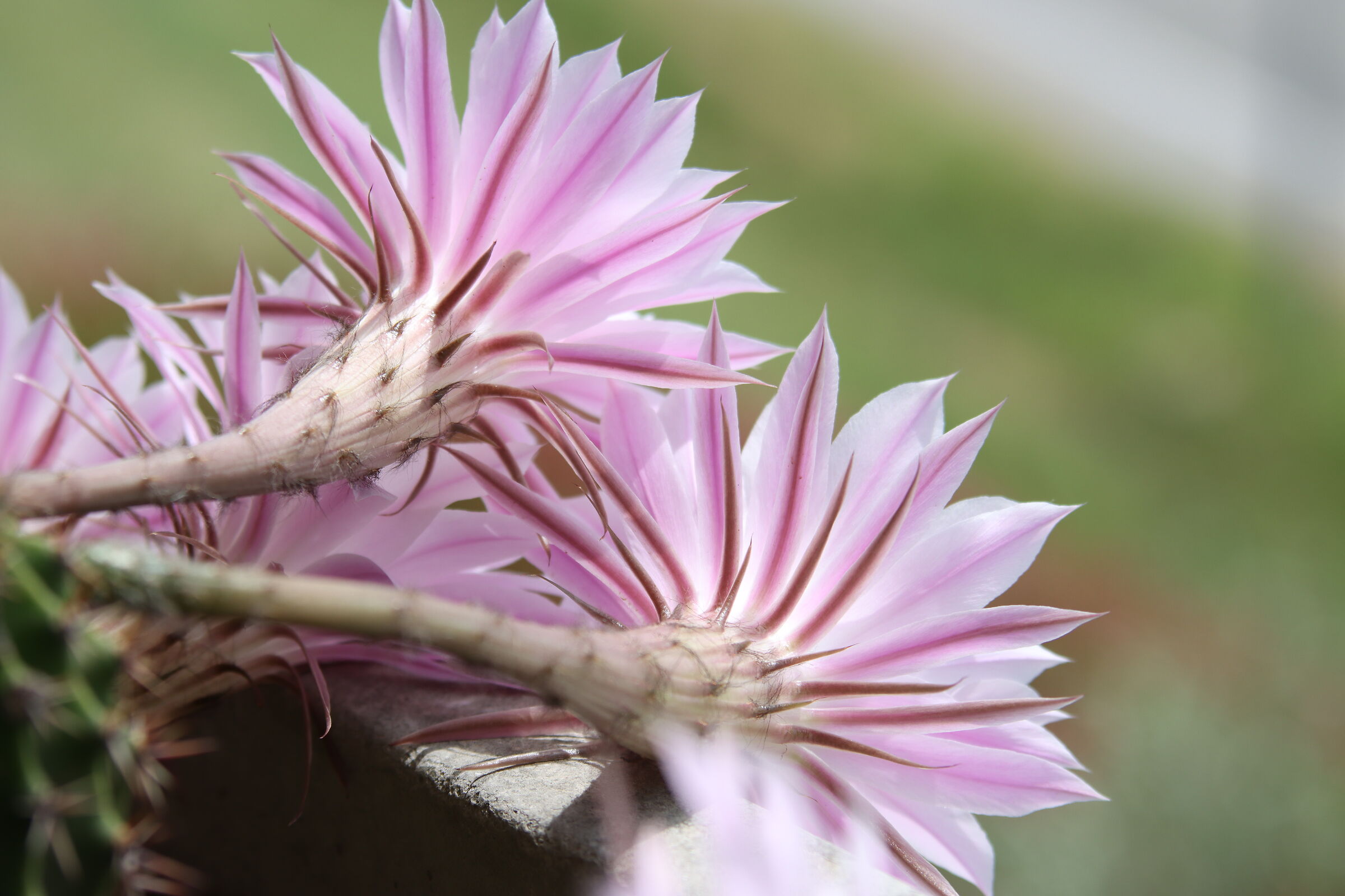 Bunch of flowers