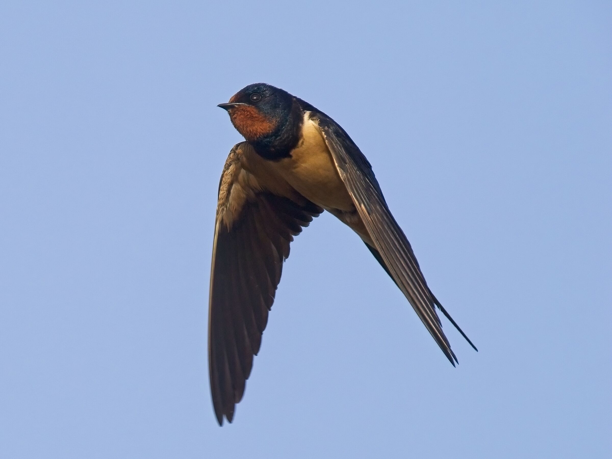 A swallow at sunset
