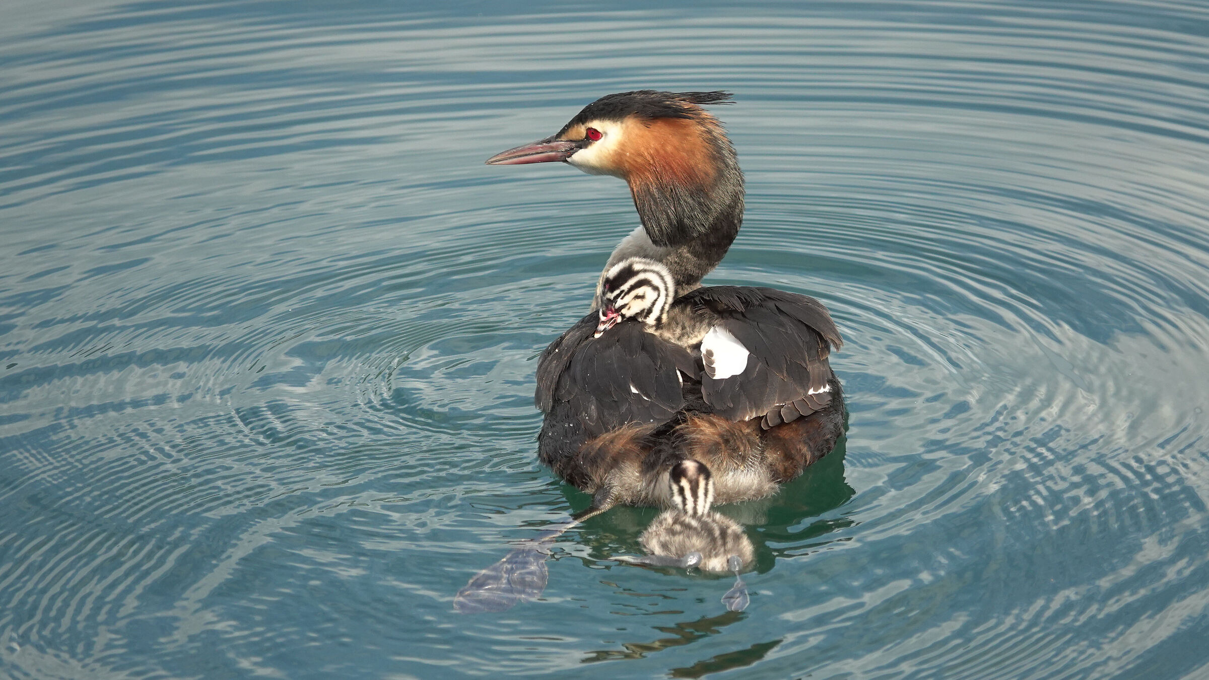 Grebes on Lake Olginate
