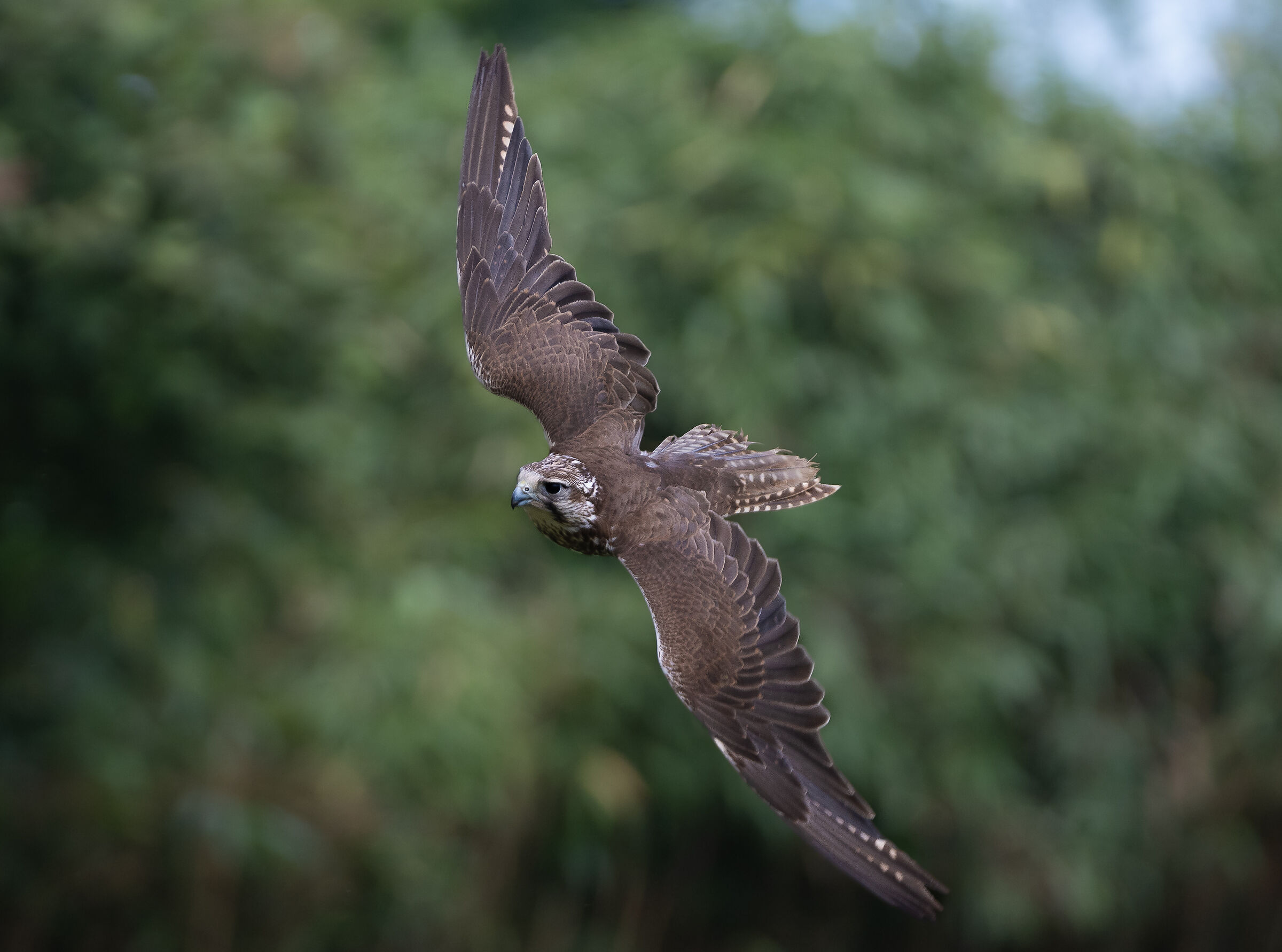 Falco sacro
