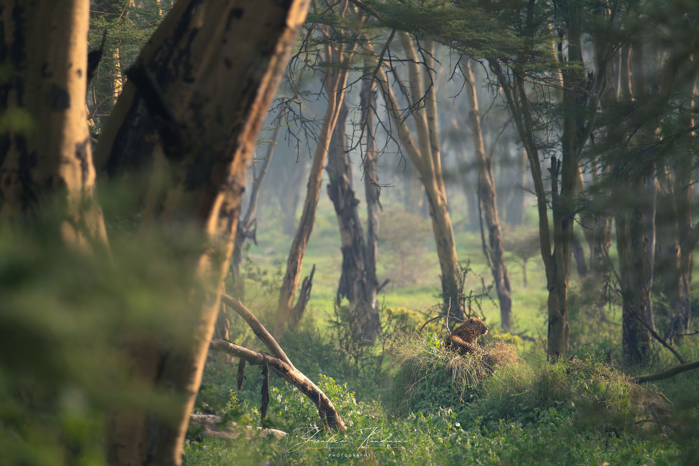 Nakuru National Park, il leopardo semi-invisibile