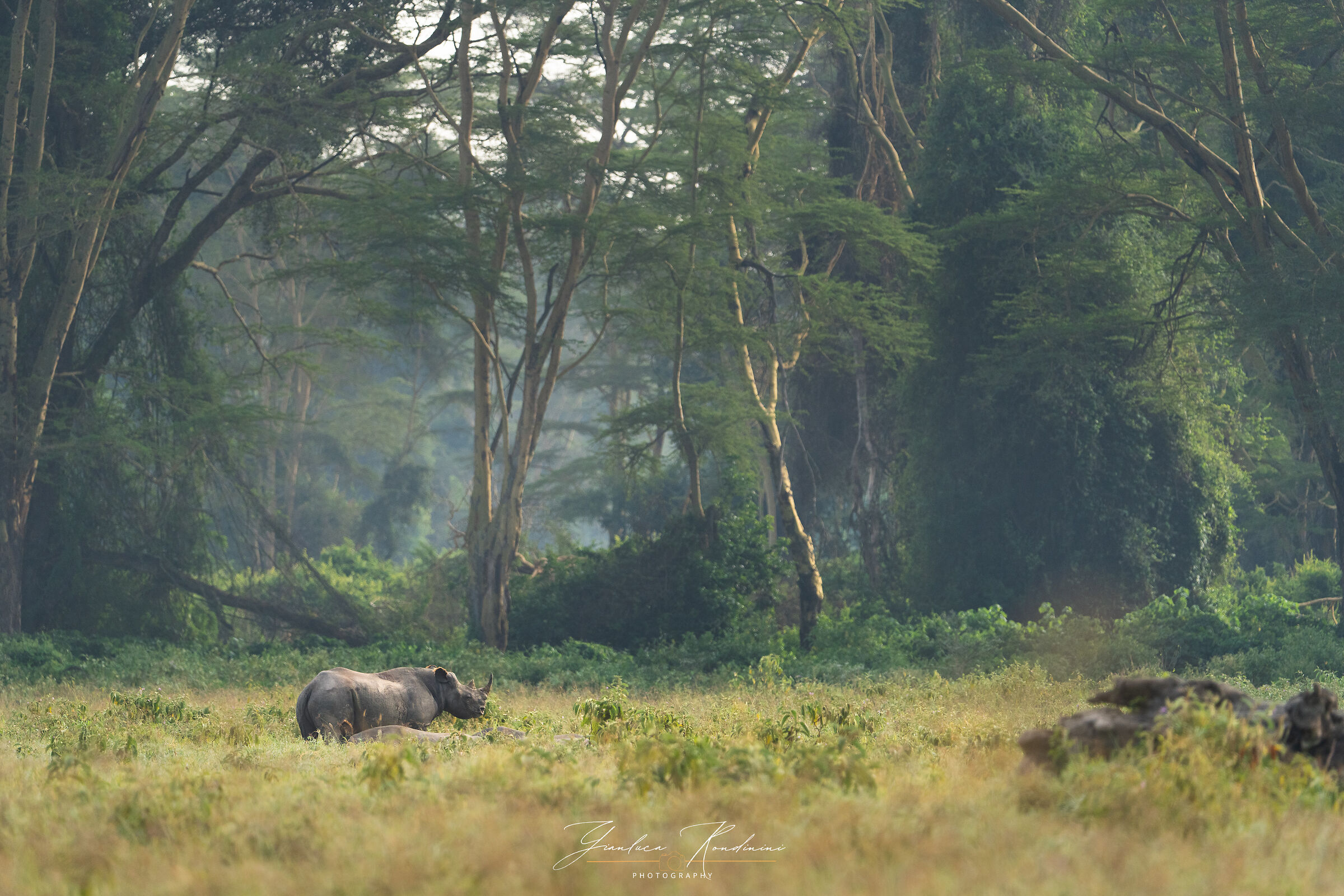 Nakuru National Park, rinoceronte nero