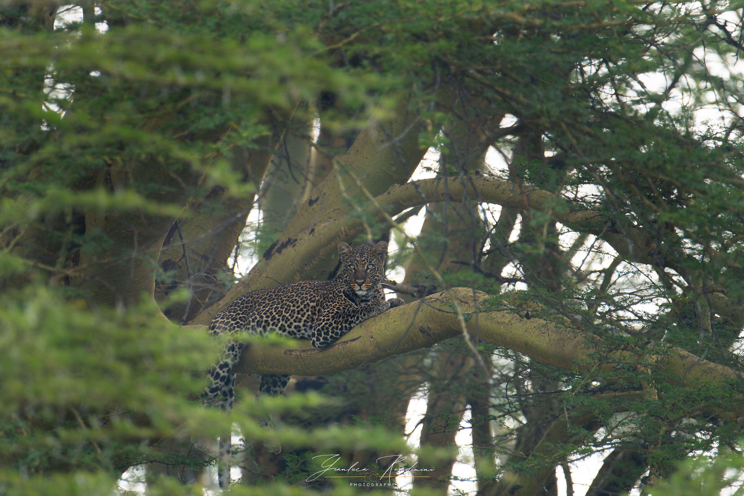 Nakuru National Park, leopard