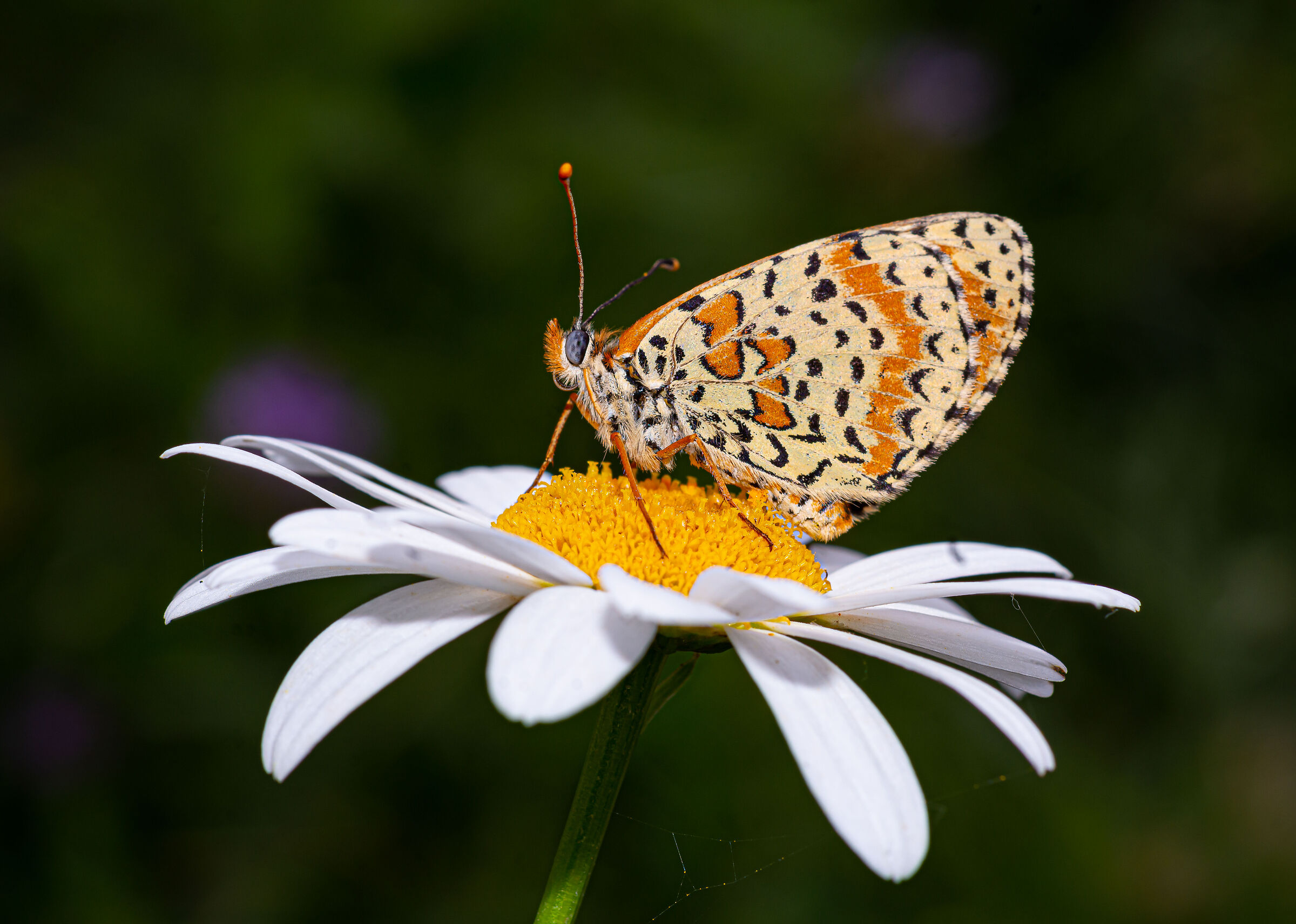 Melitaea didyma