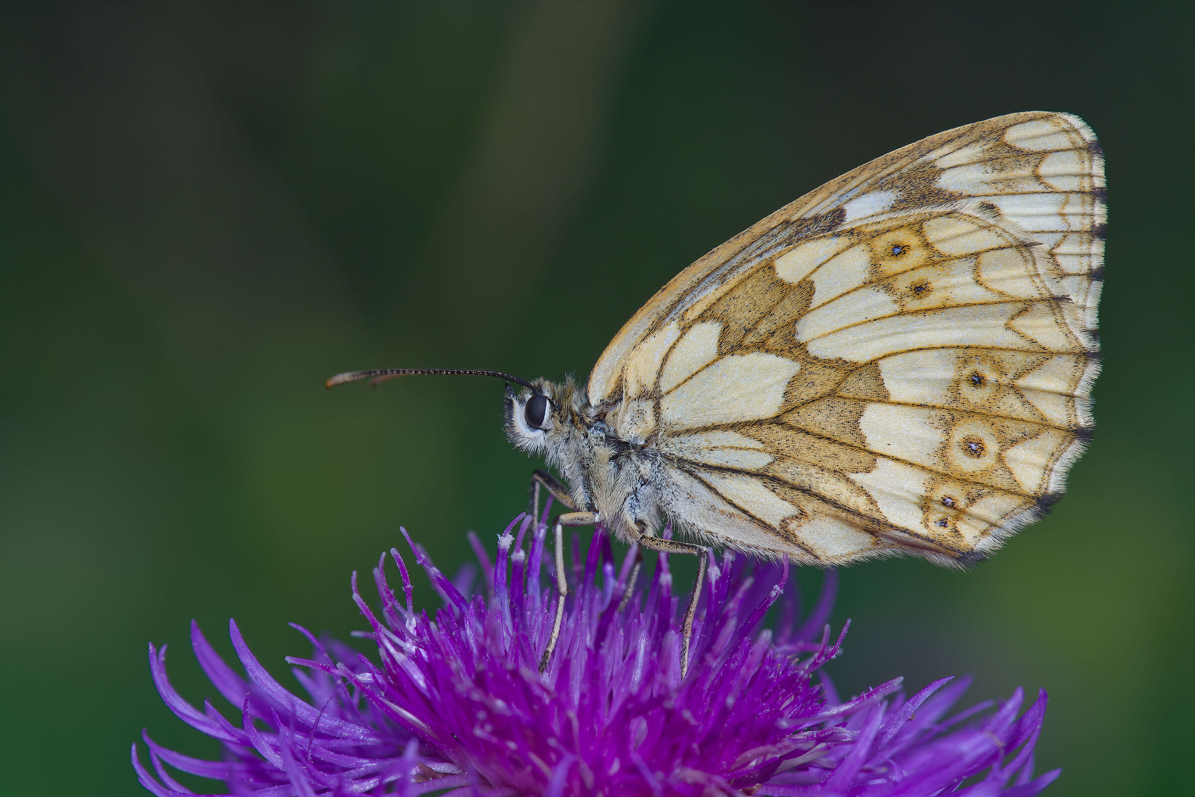 Melanargia galathea