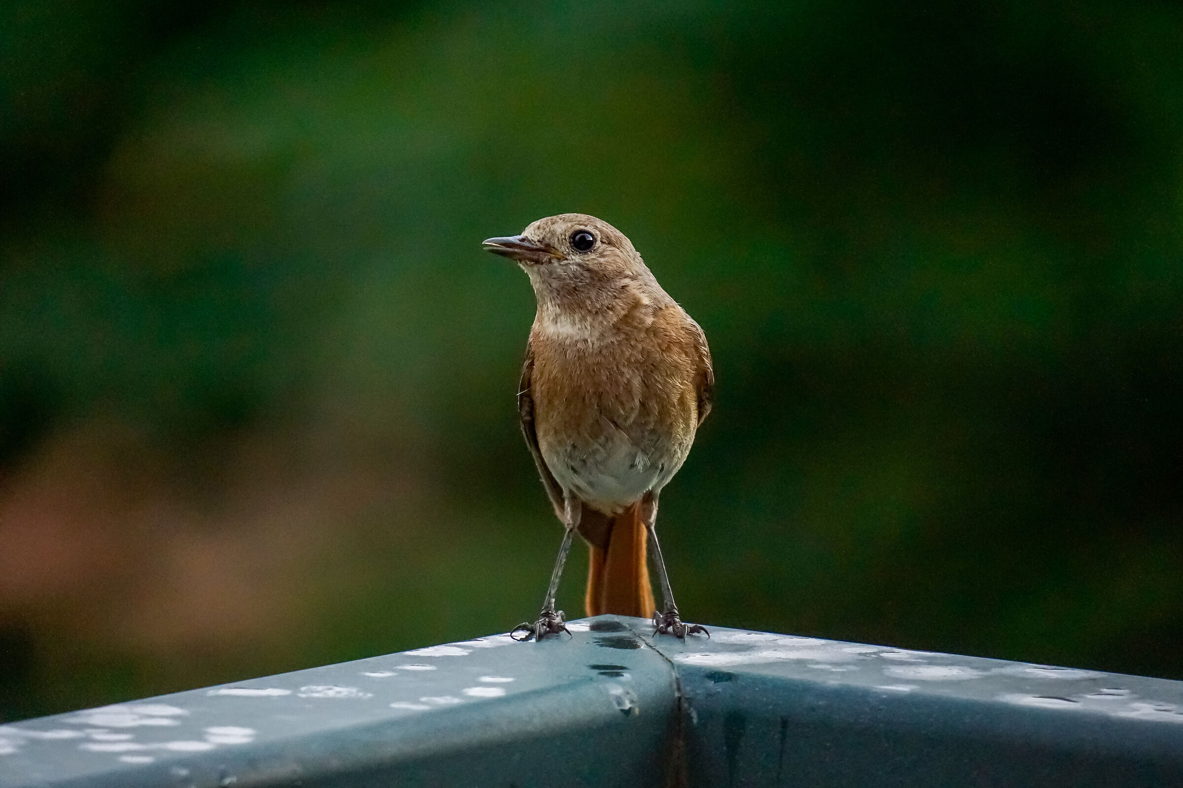 Curious Redstart