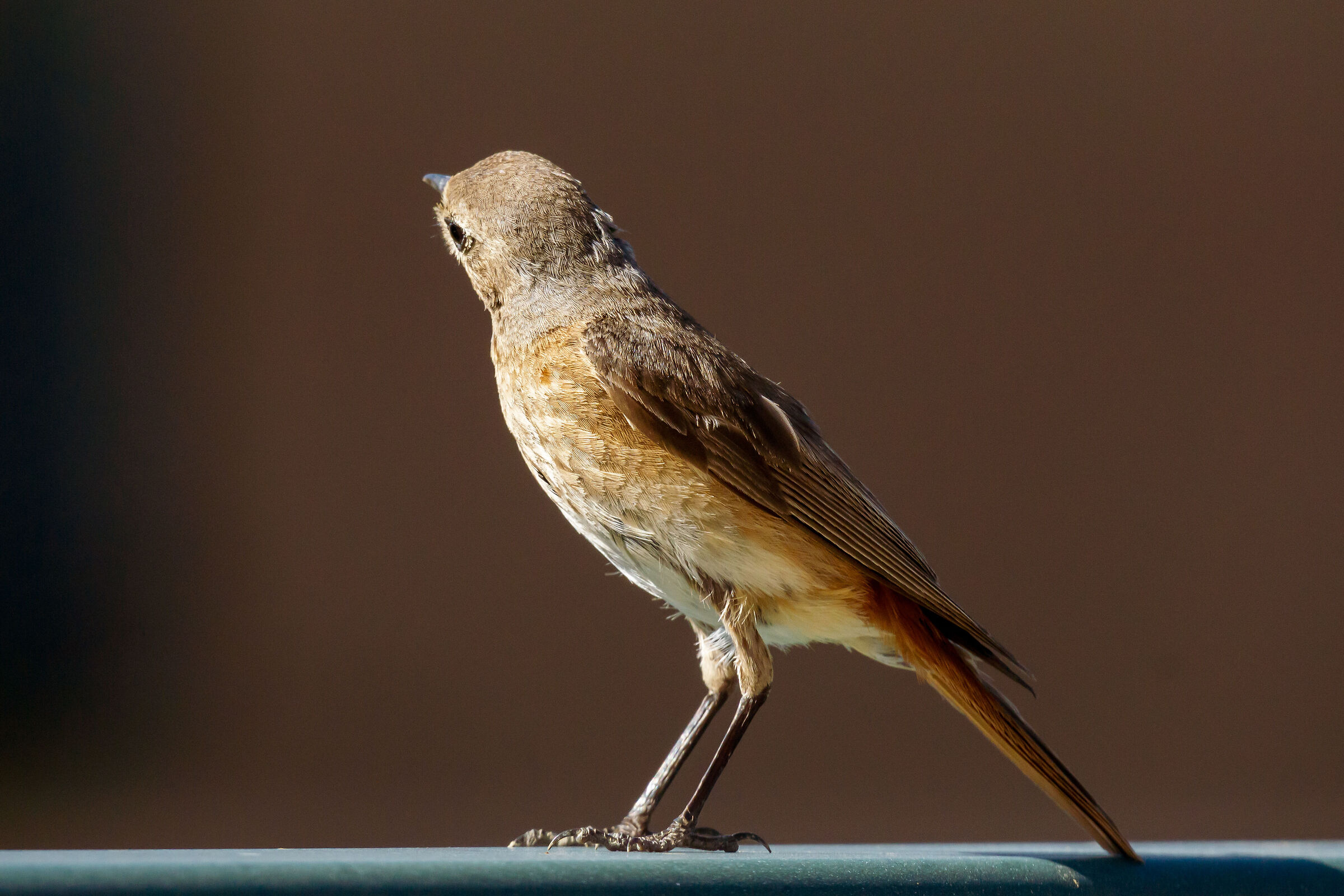 Curious Redstart