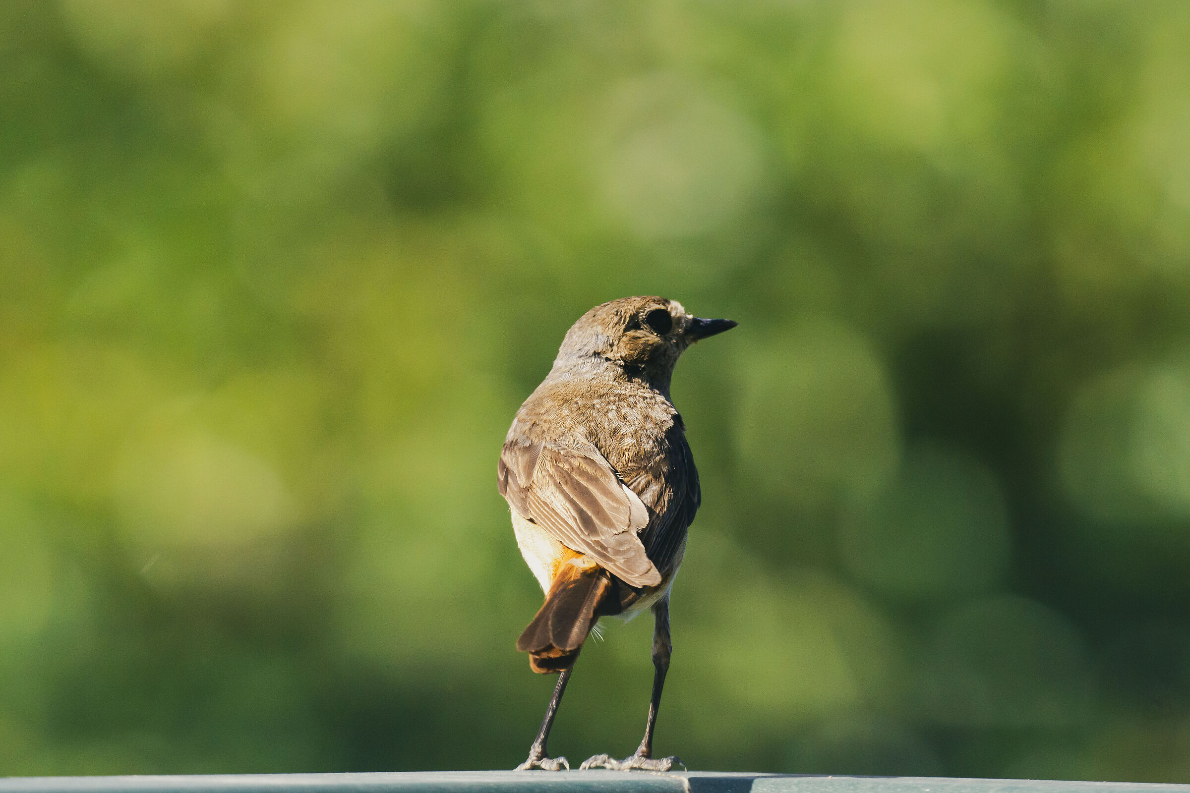 Curious Redstart