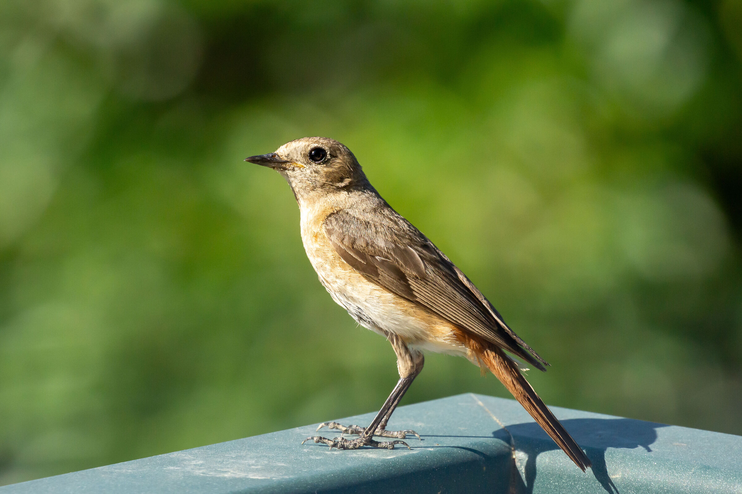 Curious Redstart