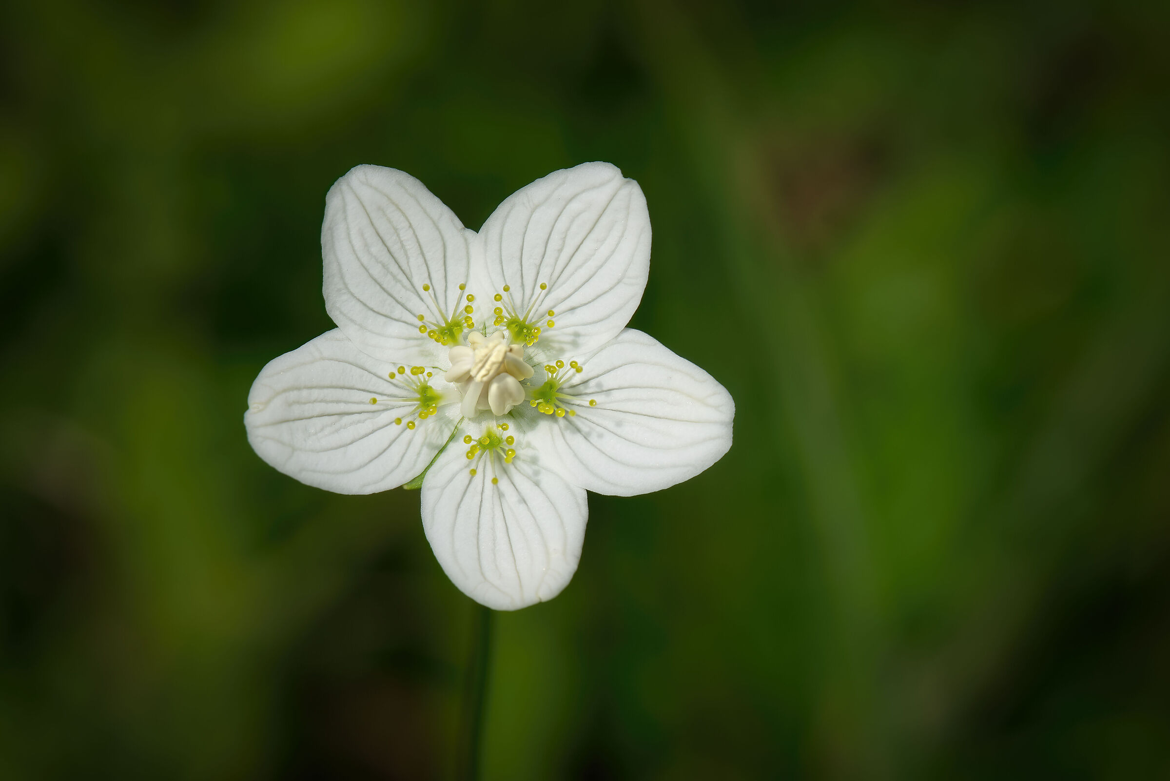 Parnassia palustris