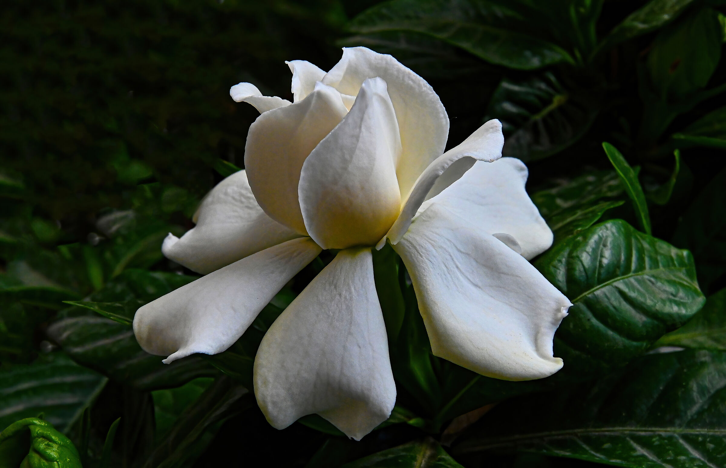 Gardenia jasminoides