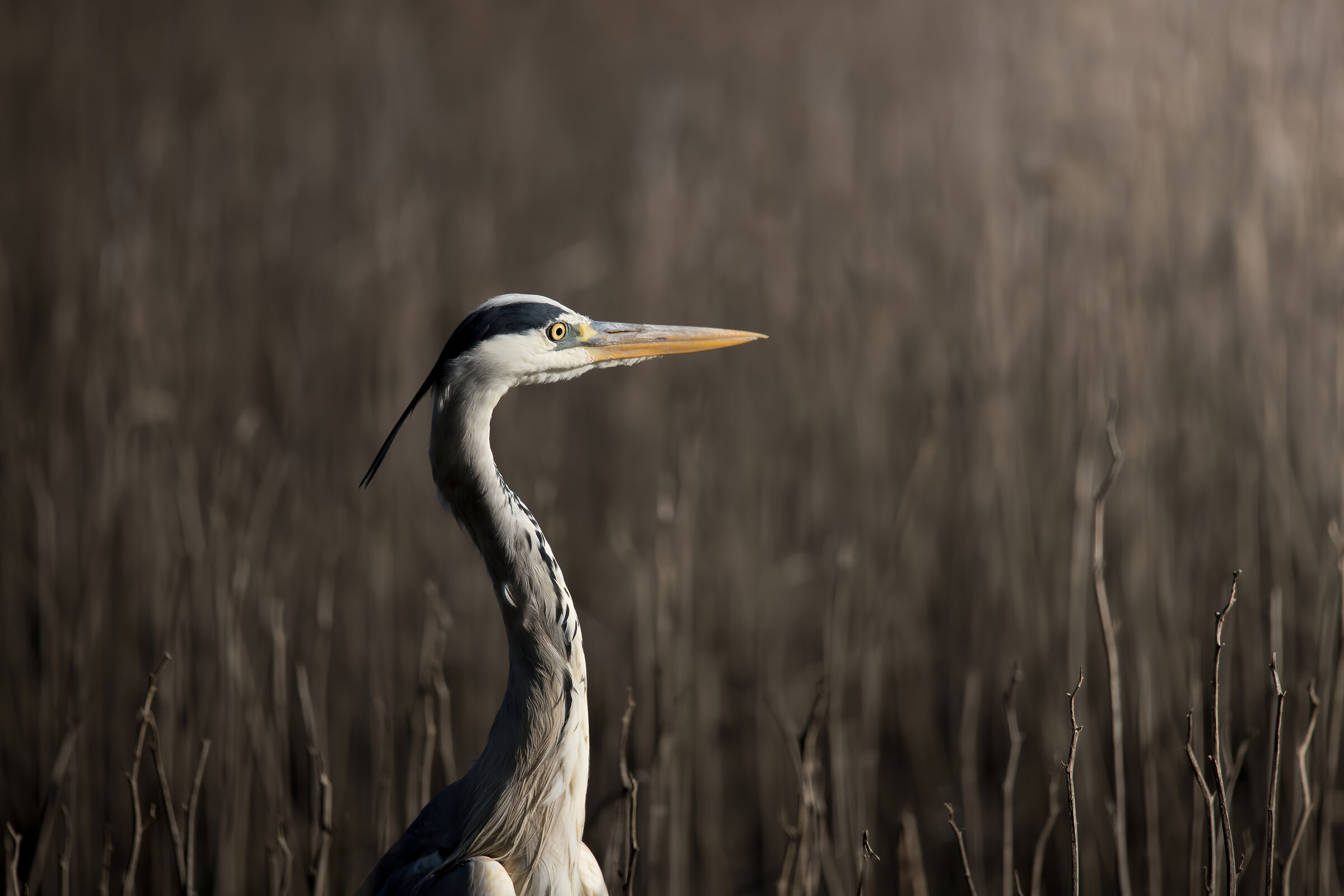 Portrait of a Grey Heron