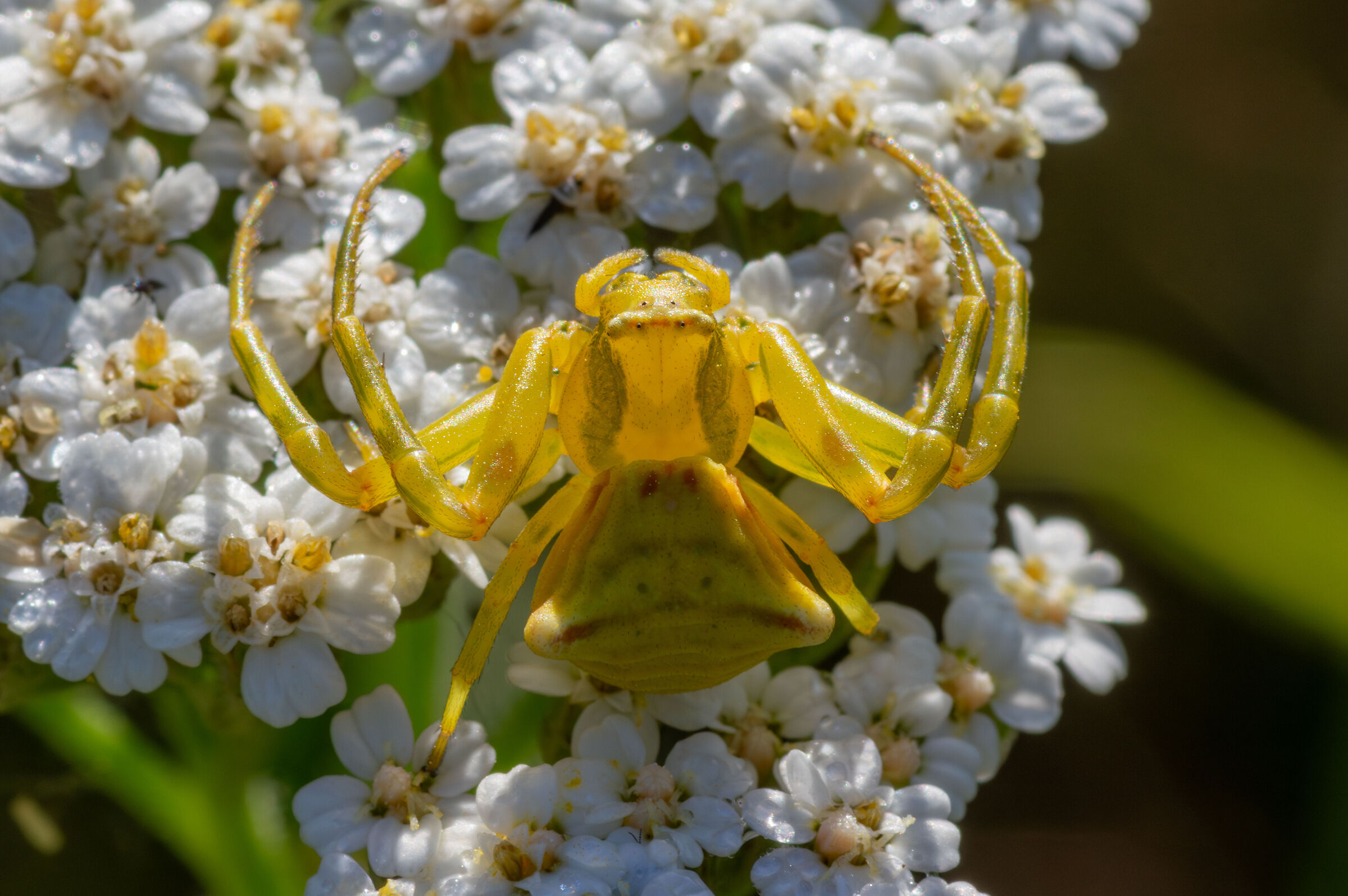 Thomisidae