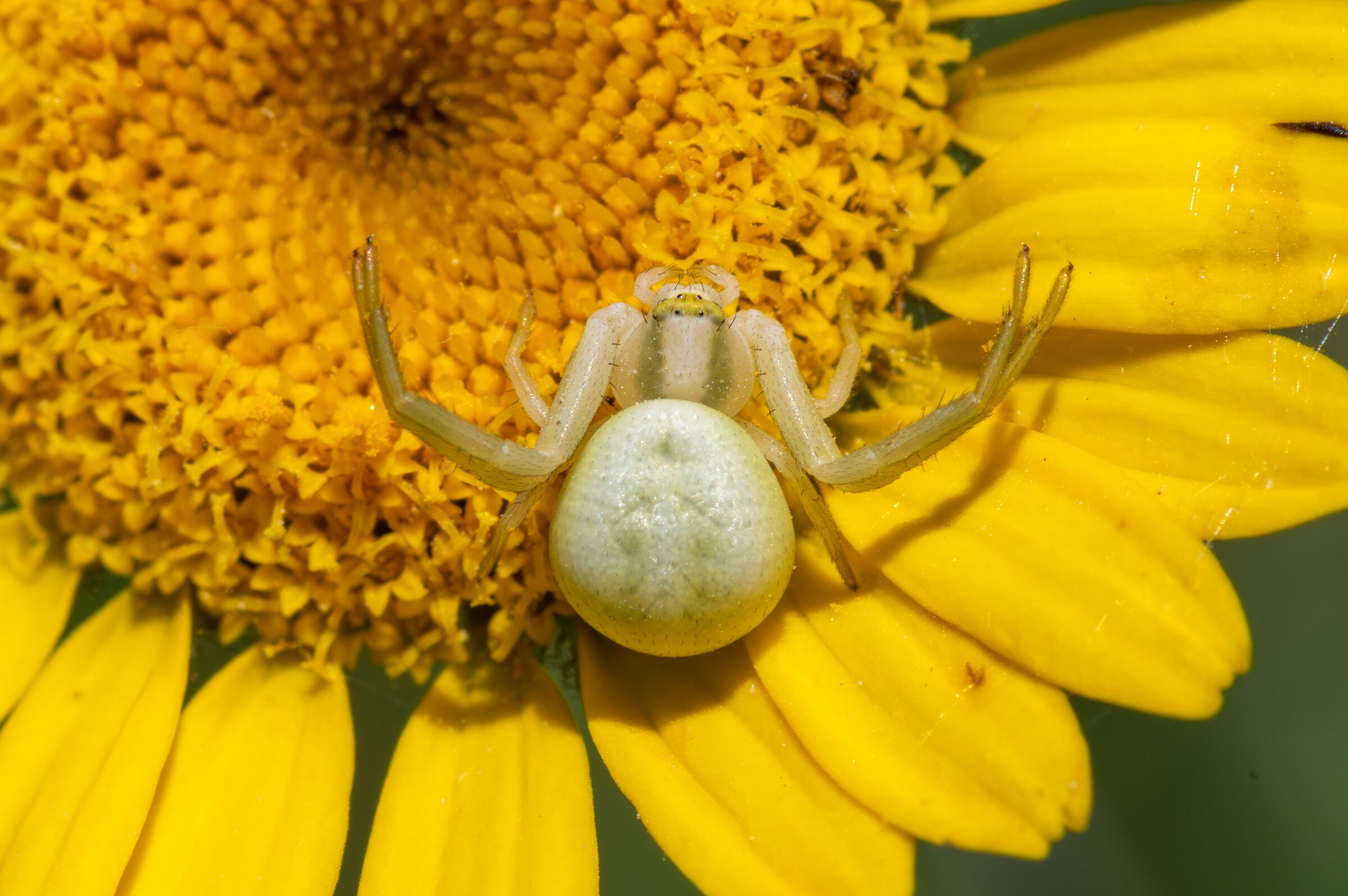 Thomisidae