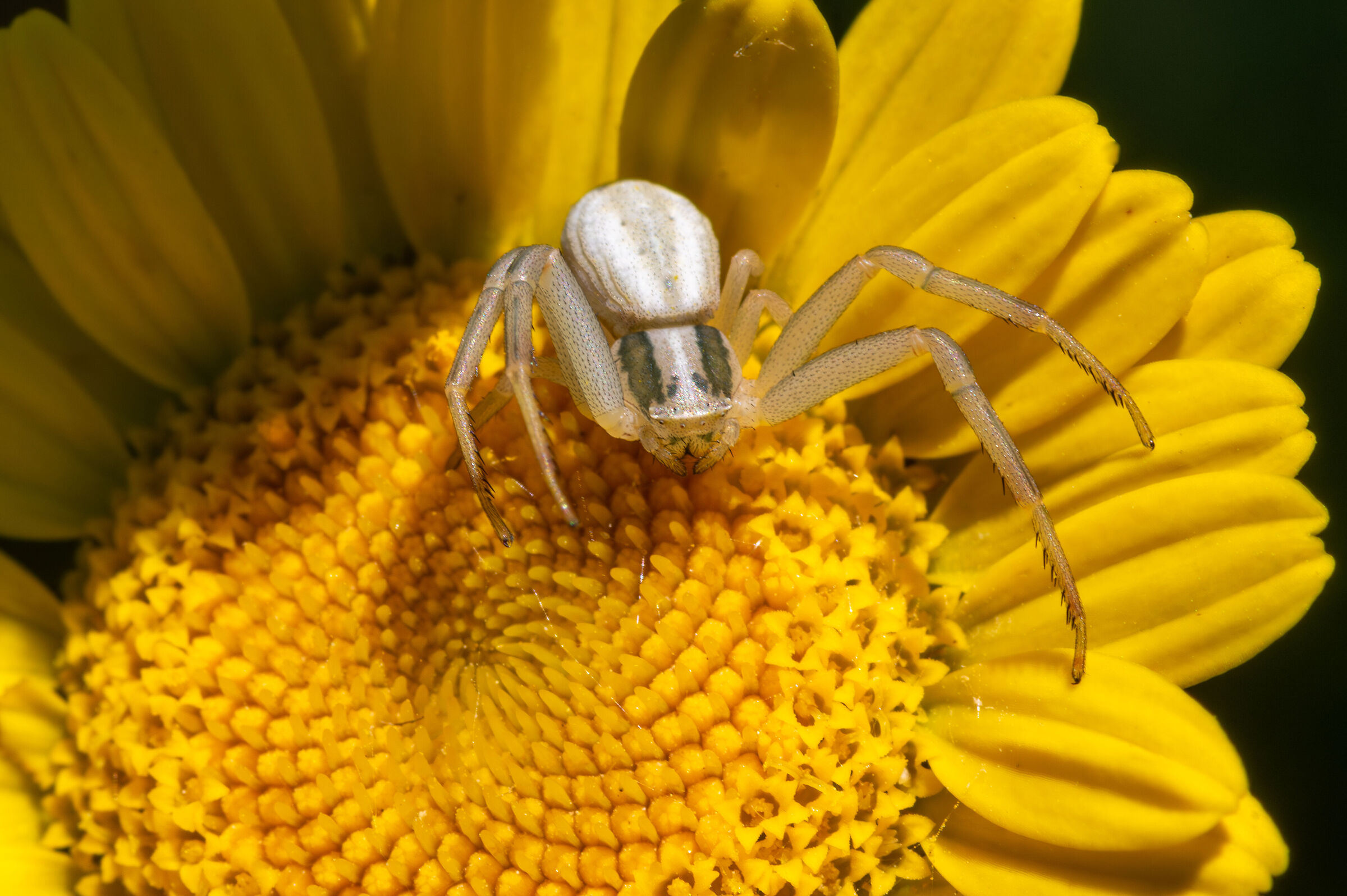 Thomisidae