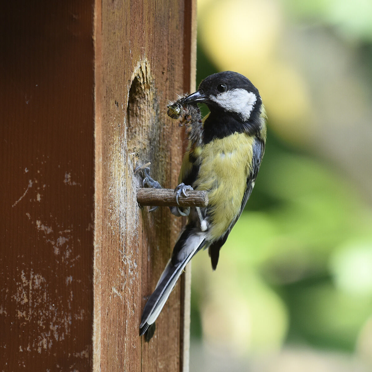 Blue at the nest in the garden