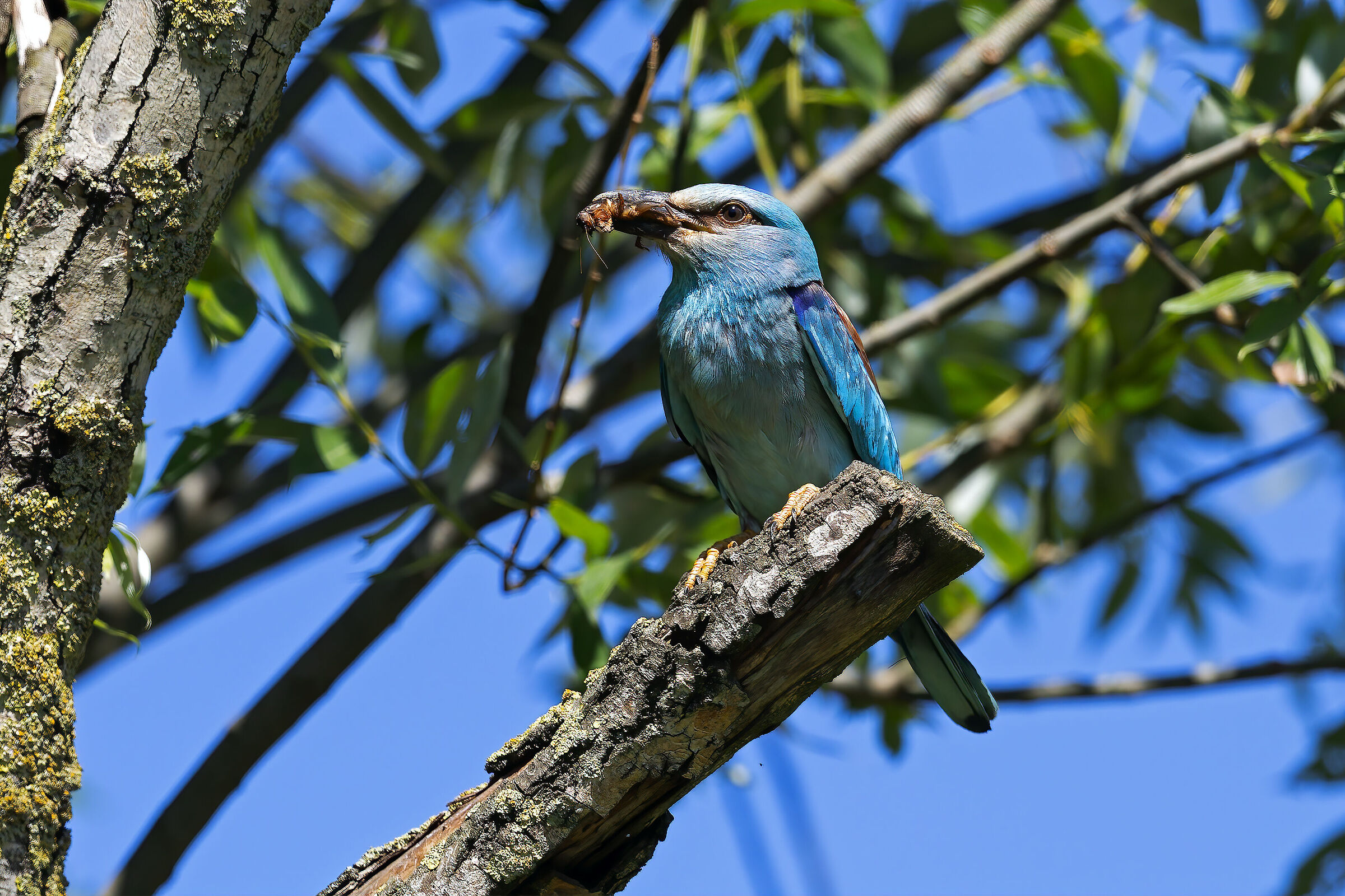 Eurasian jay