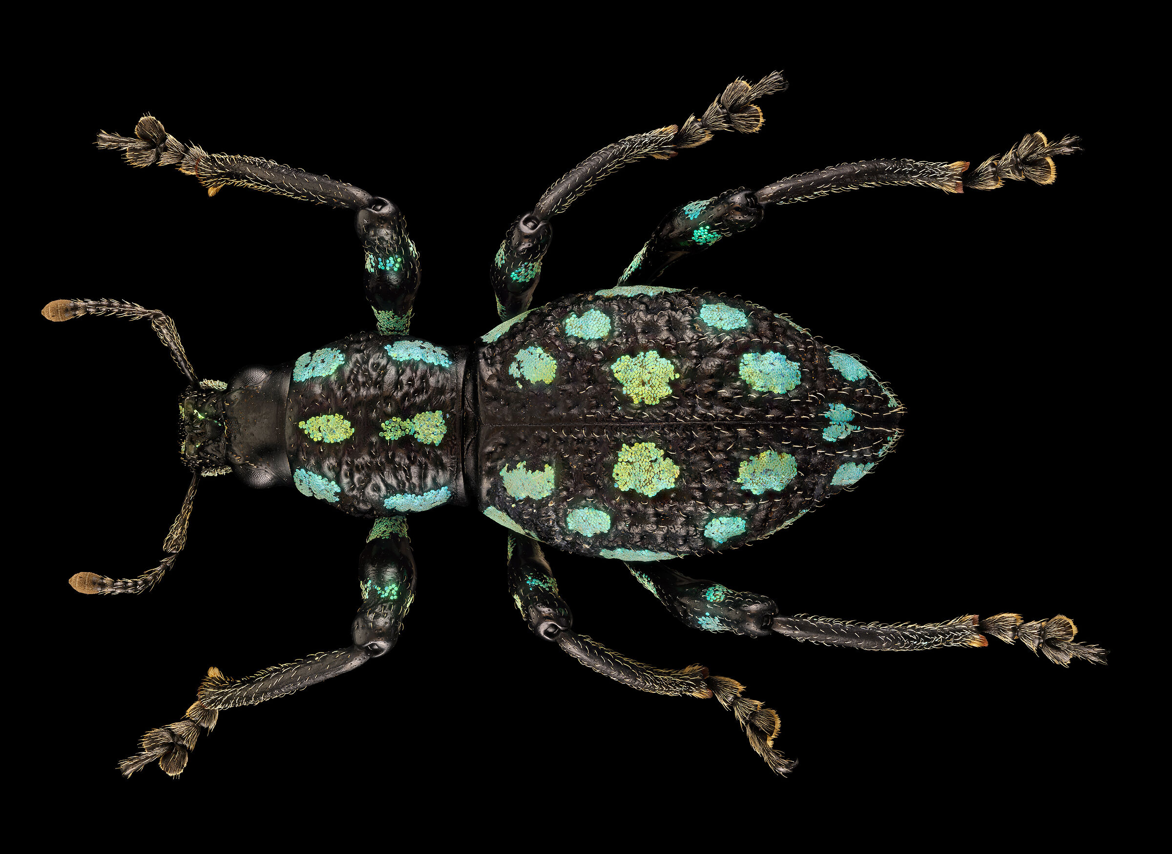 Expachyrhynchus chloromaculatus