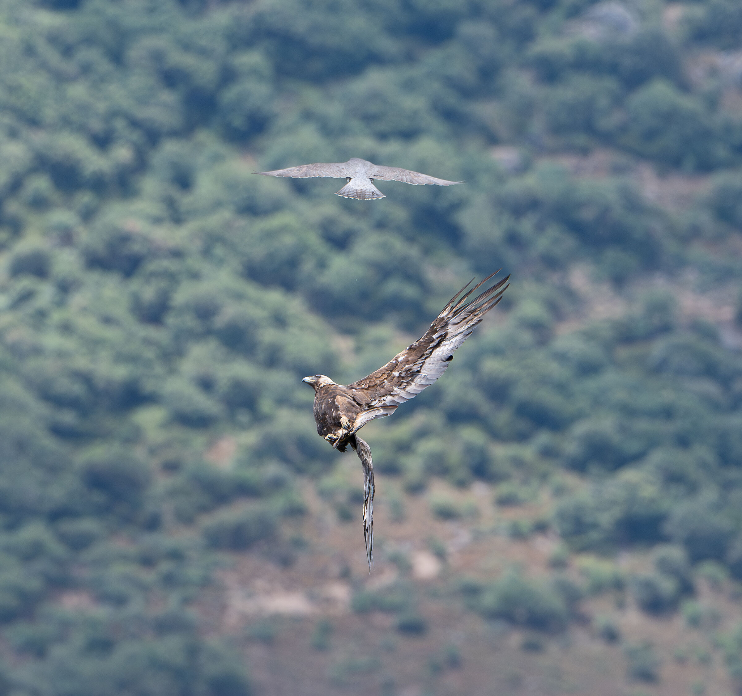 Aquila reale sarda vs falco pellegrino