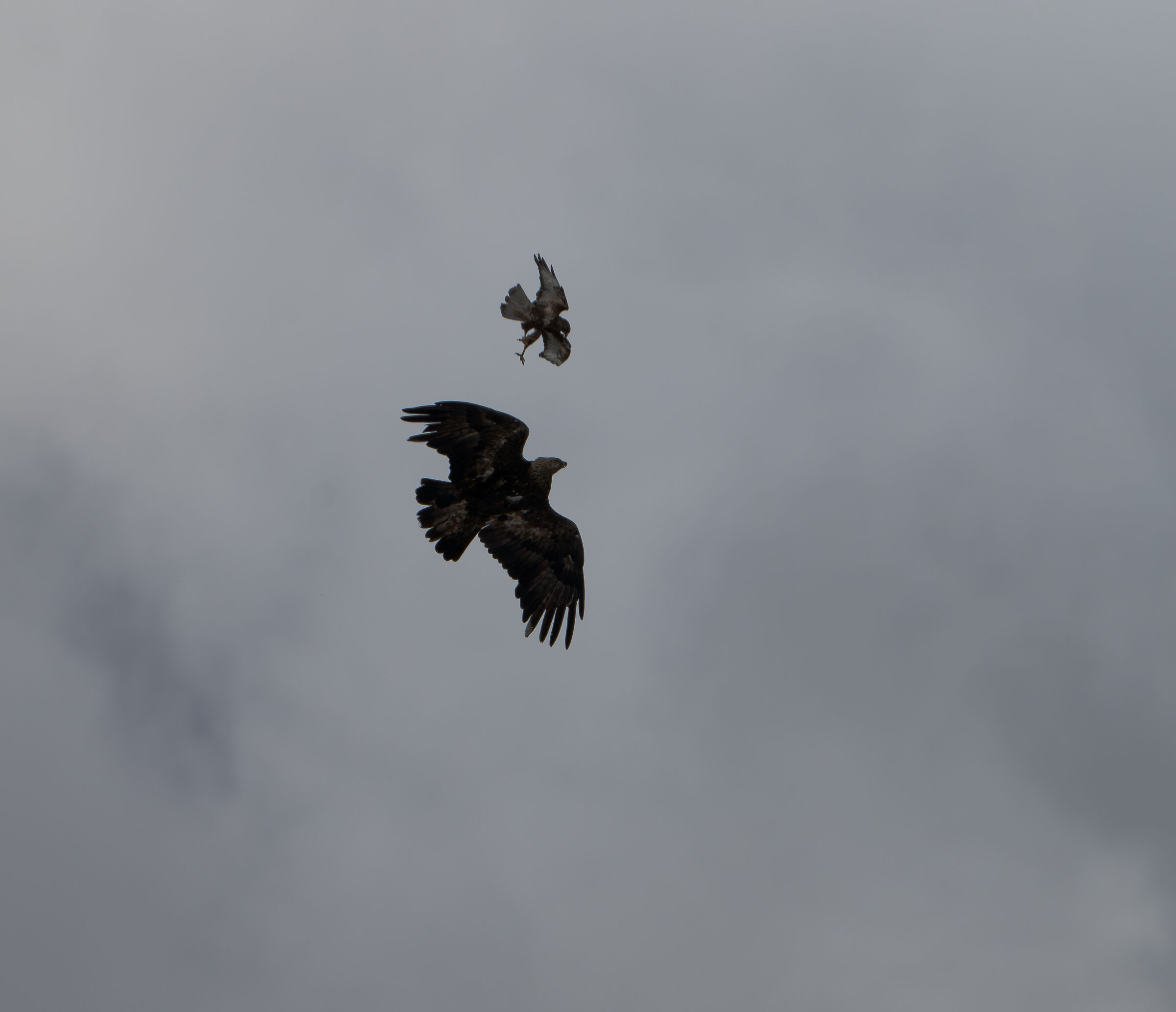 Aquila reale sarda vs poiana