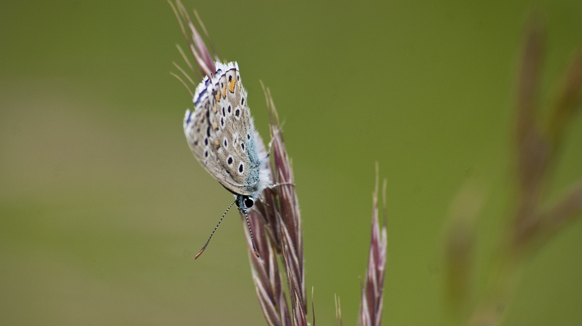 aiutoooo... volo via