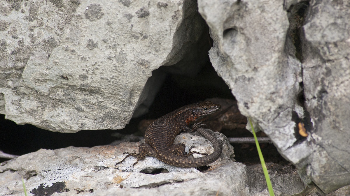 oh but what you have to guiardare?