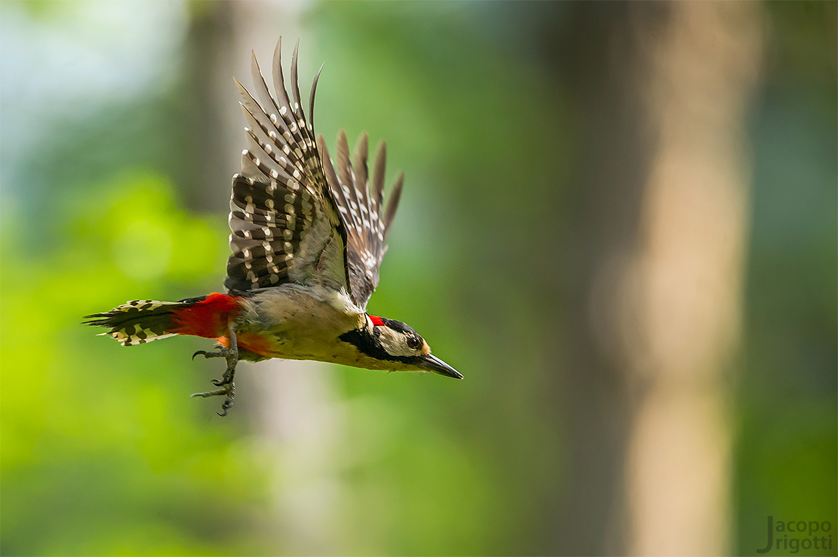 Picchio rosso maggiore maschio