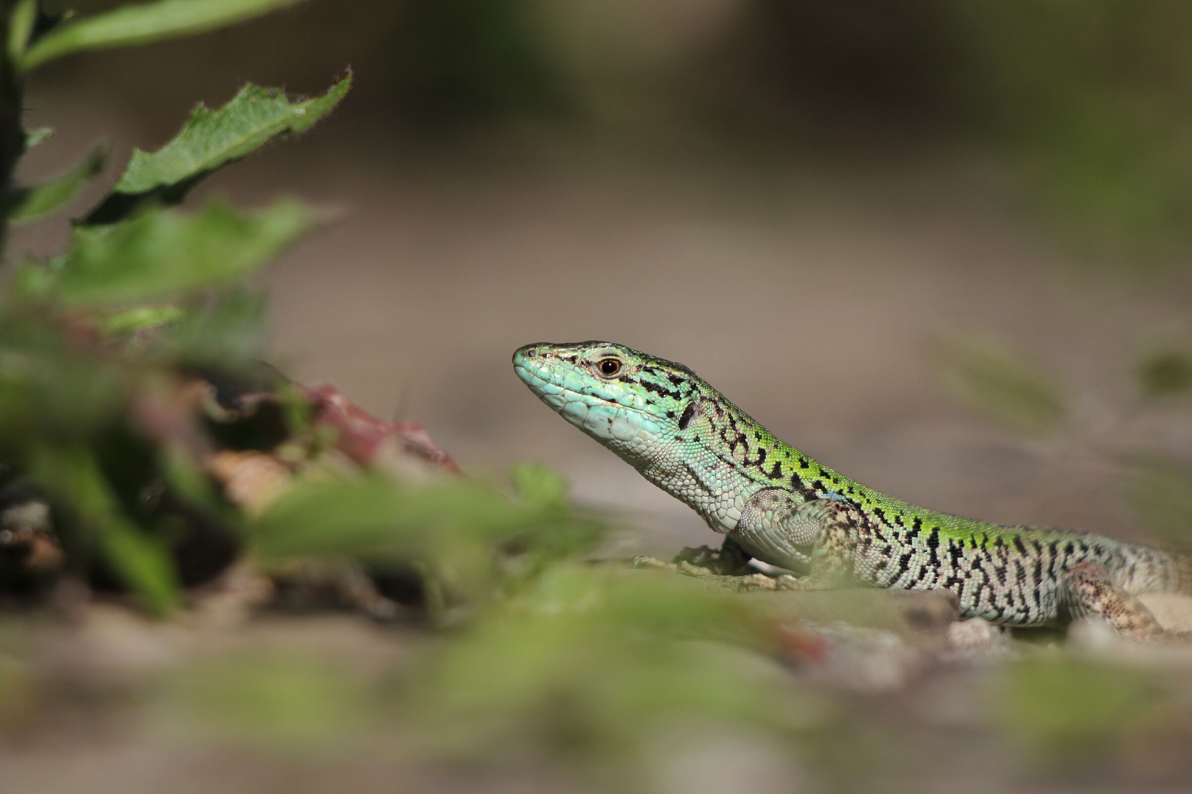 lizard