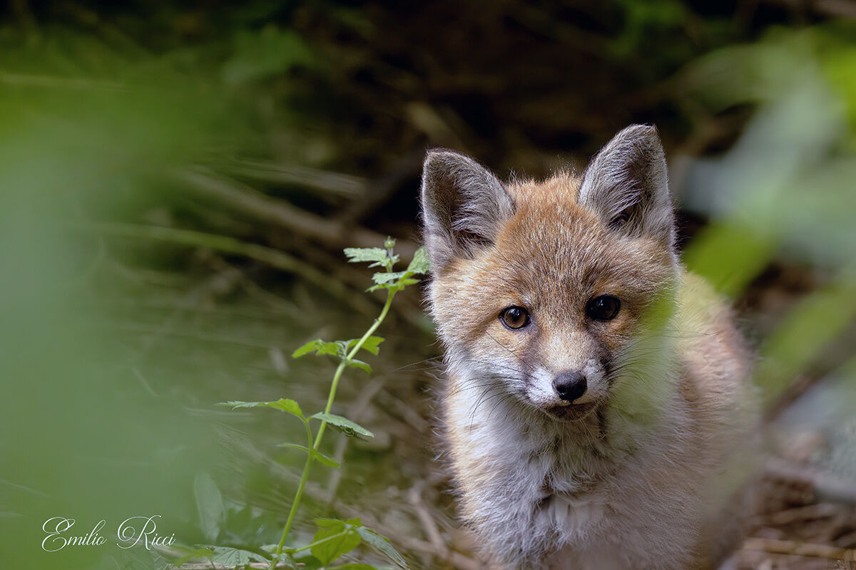 Fox cub