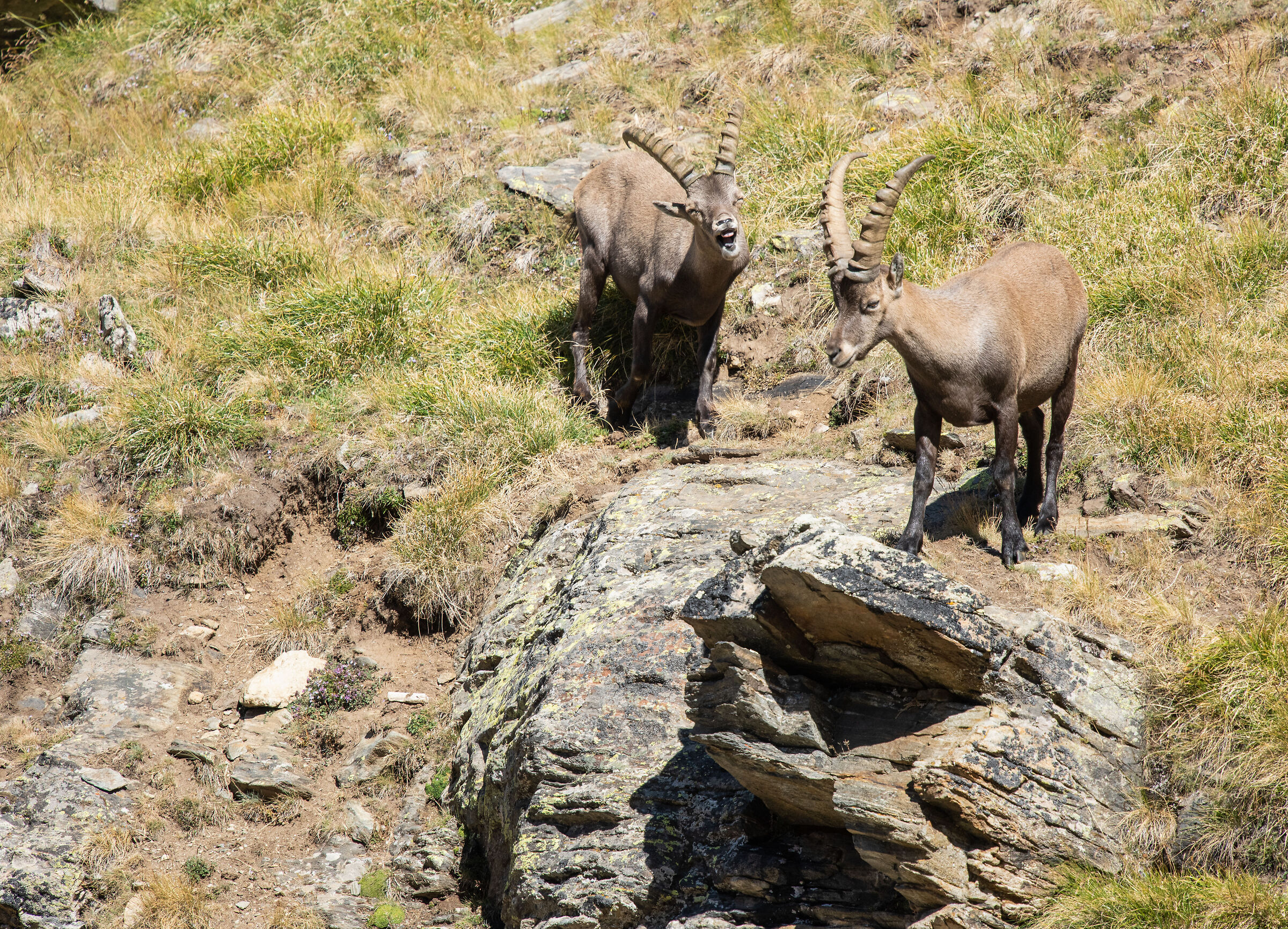 Ibex