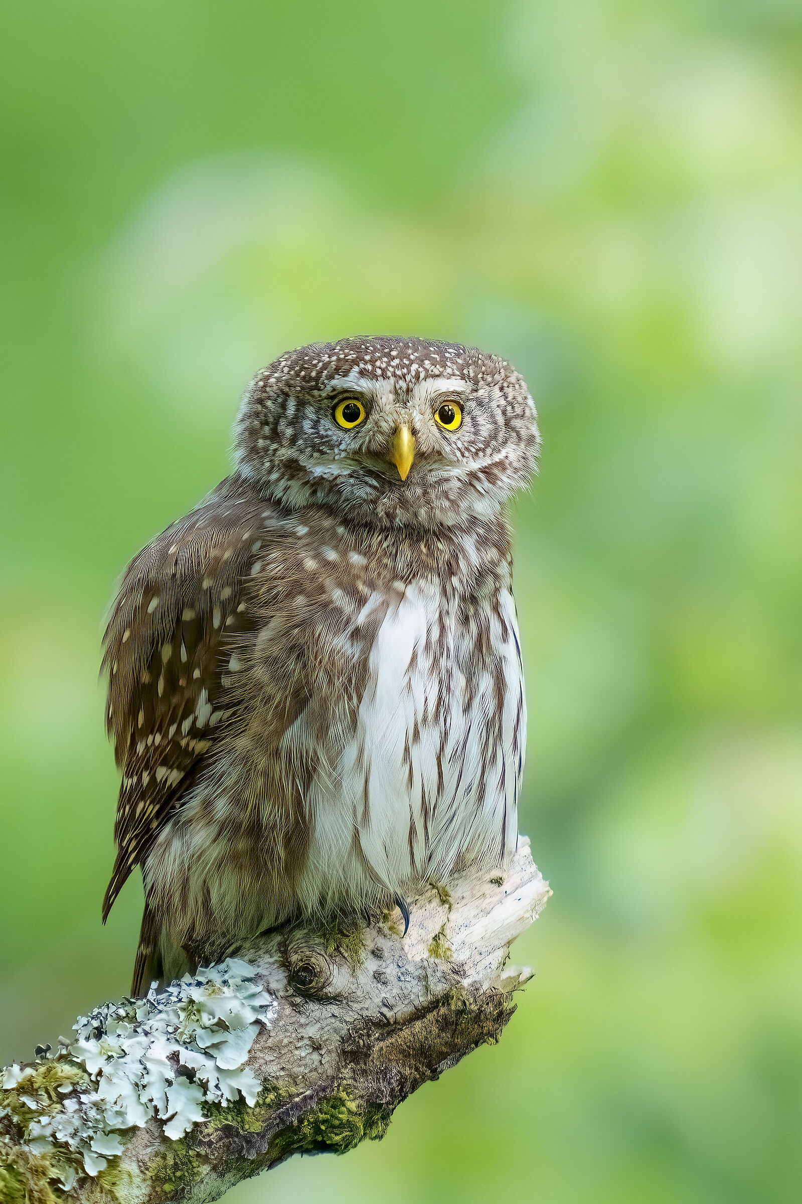 Dwarf owl