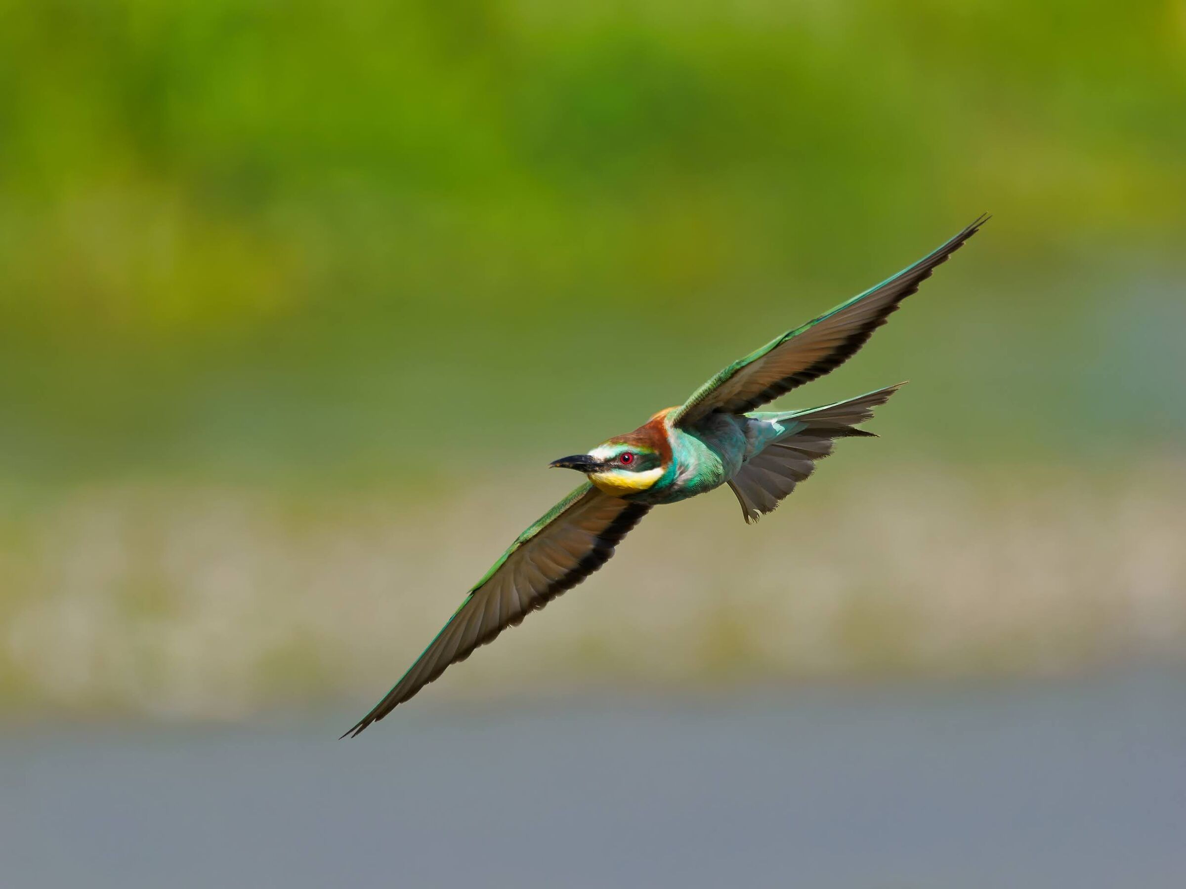 Bee-eater