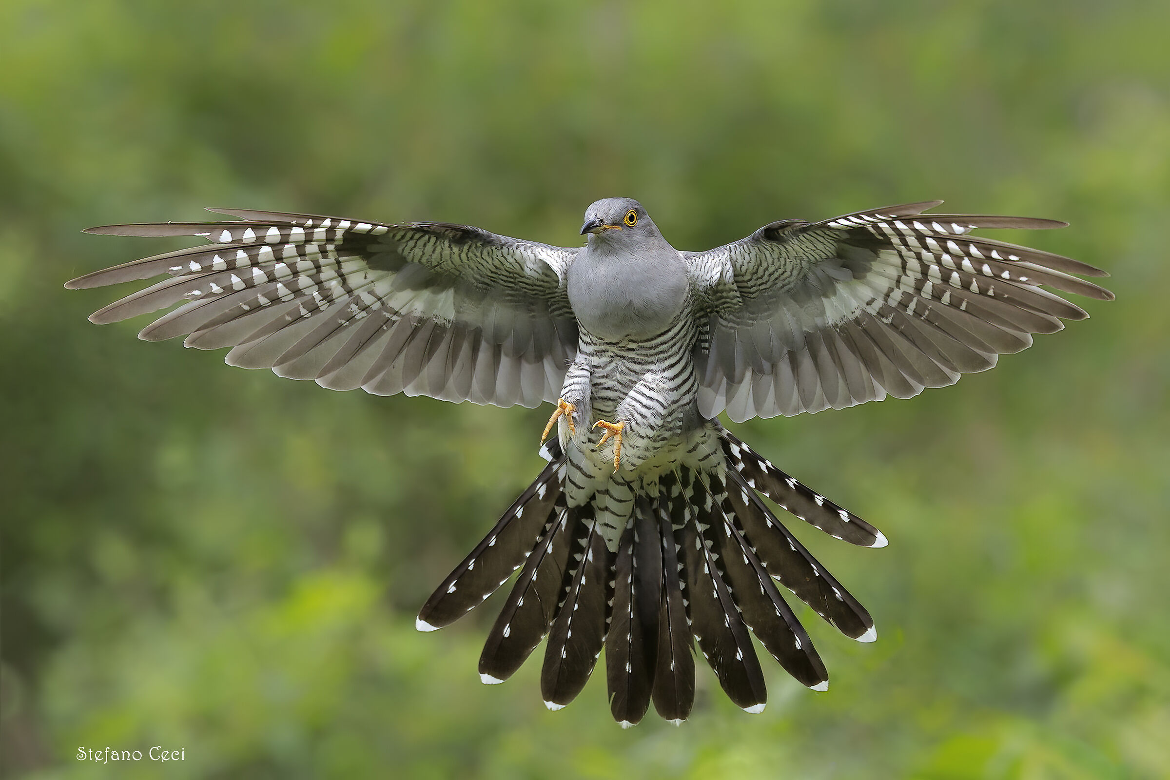 Cuckoo