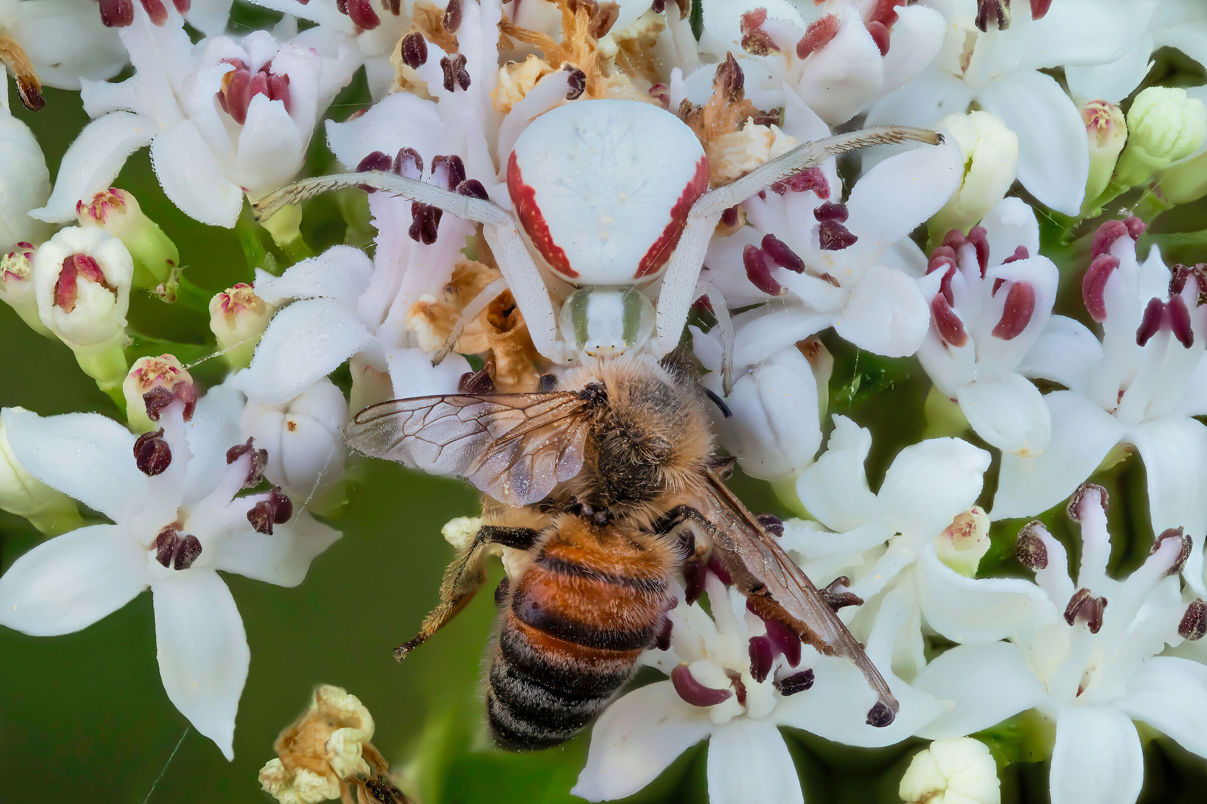 Perfect camouflage = mortal danger