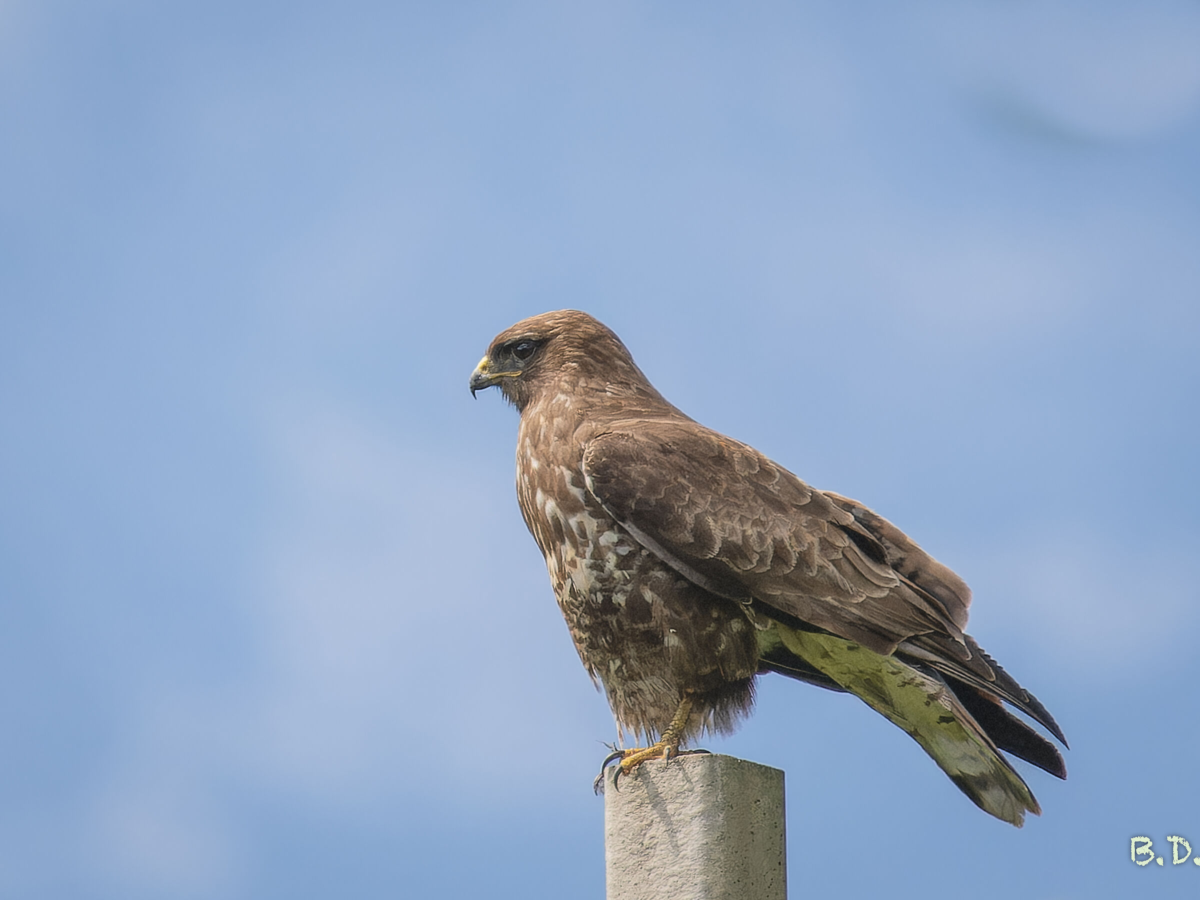 Buteo buteo