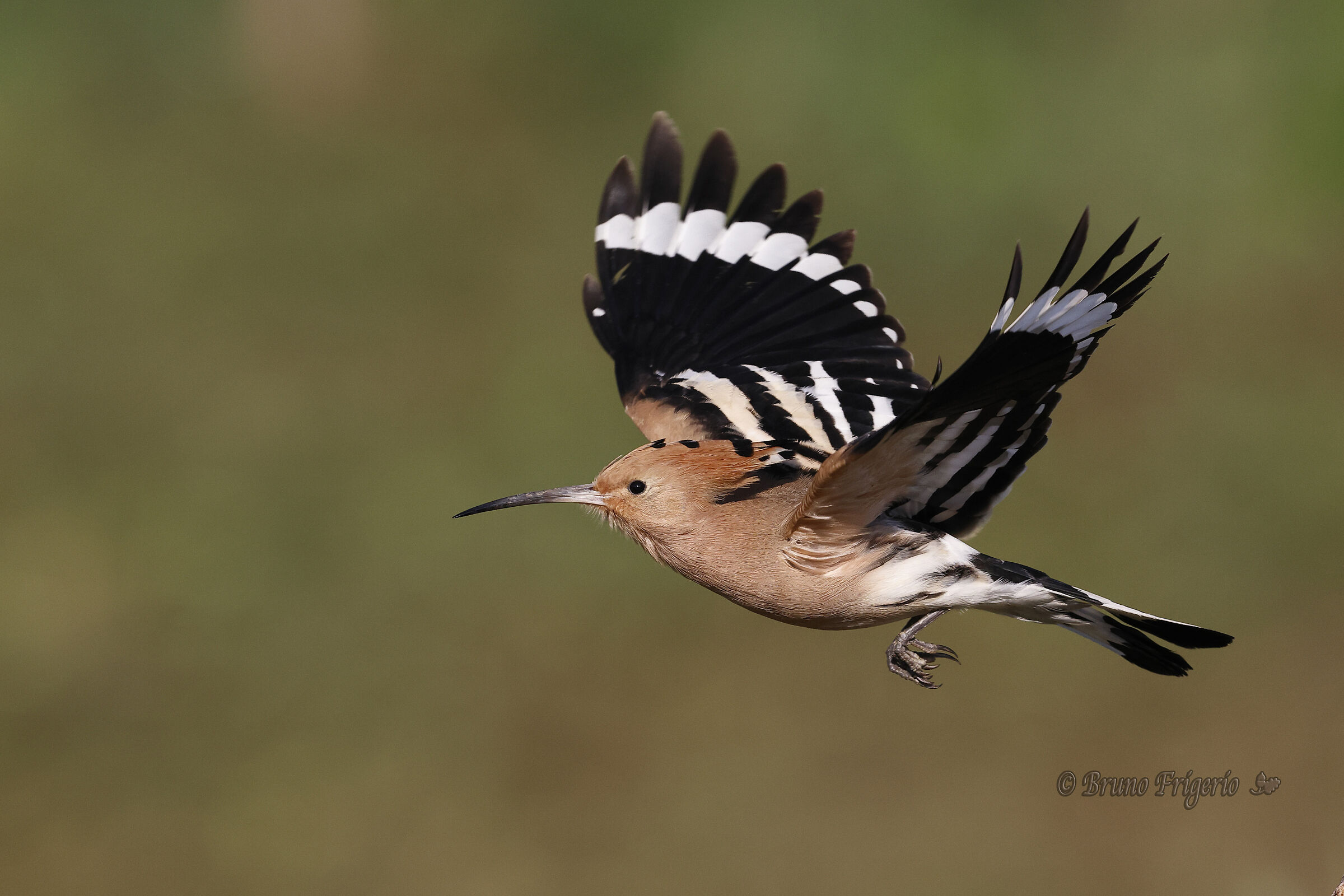 HOOPOE