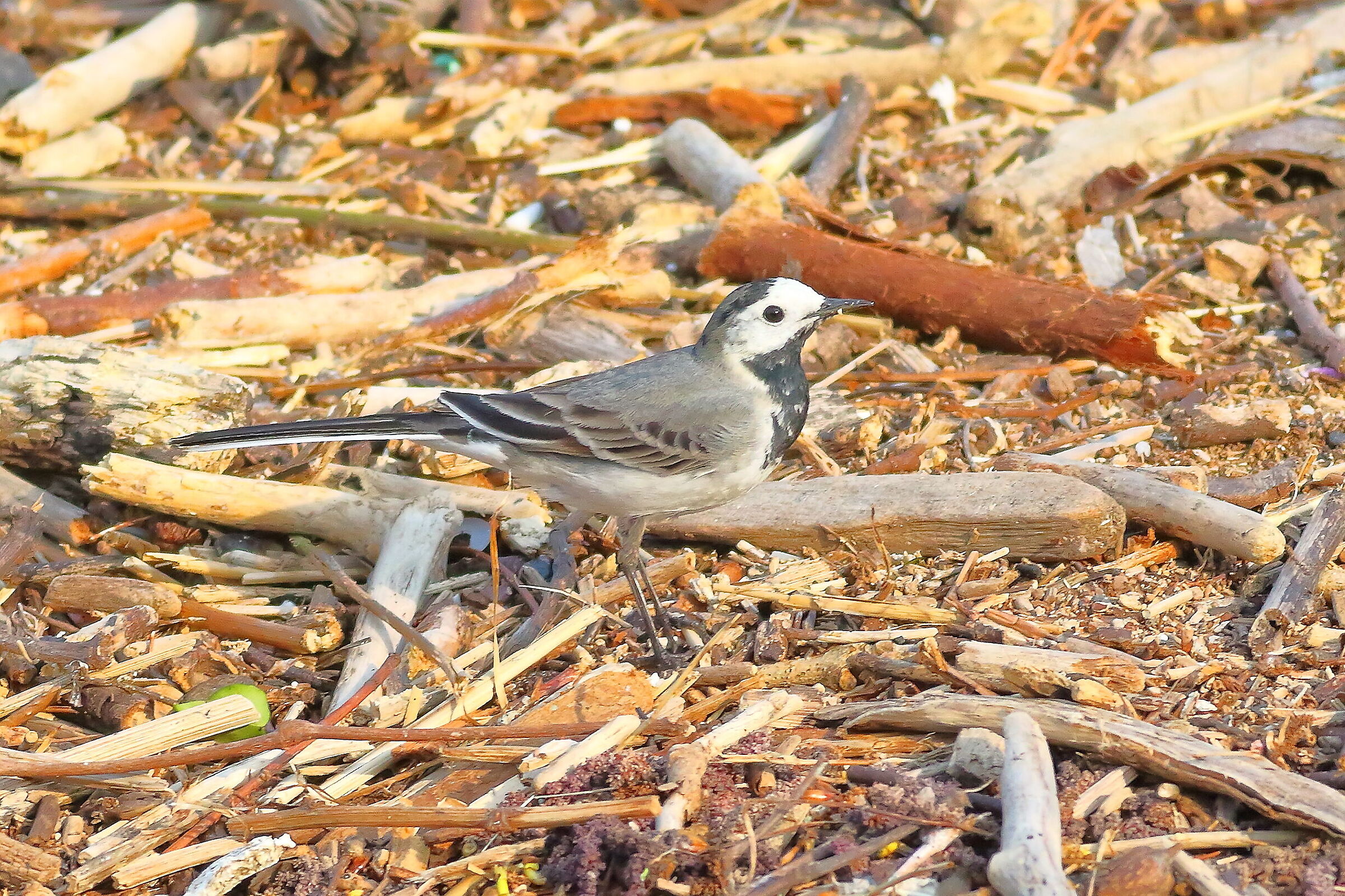 Ballerina 22 marzo 2024 - 7178