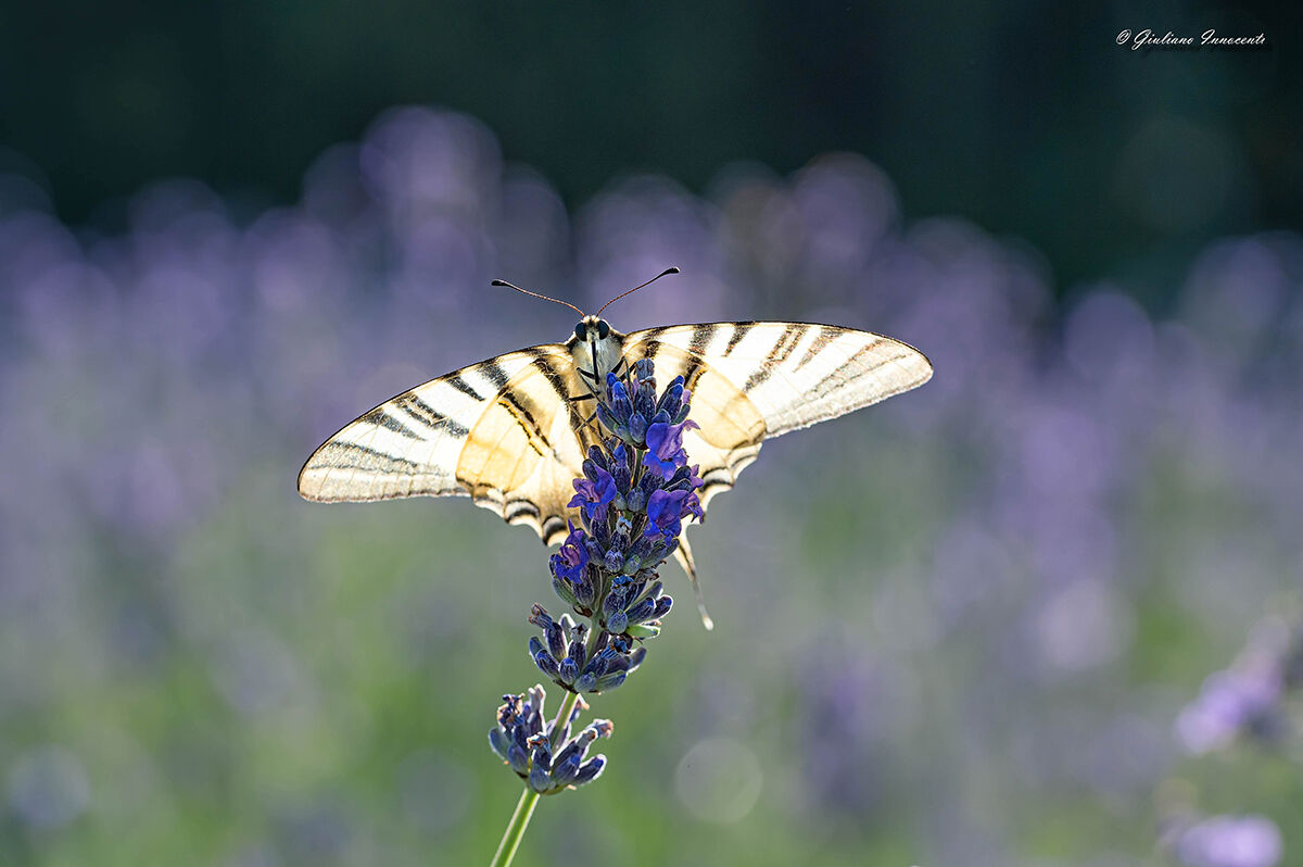come un fiore gialla sulla lavanda