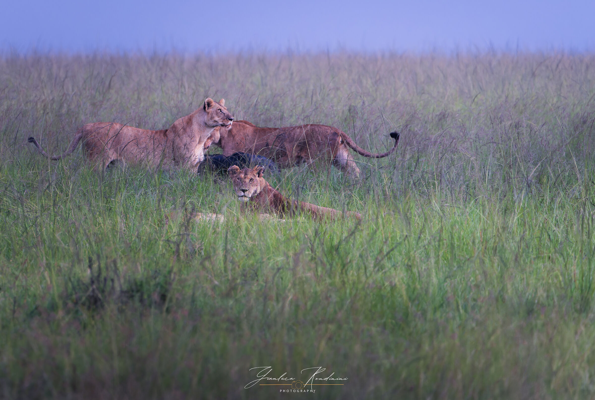 Masai Mara, il circolo della vita