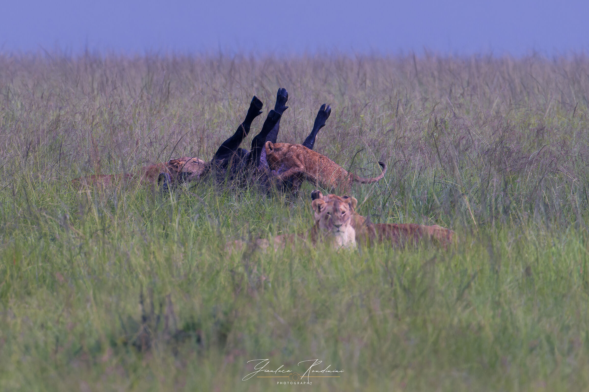 Masai Mara, il circolo della vita
