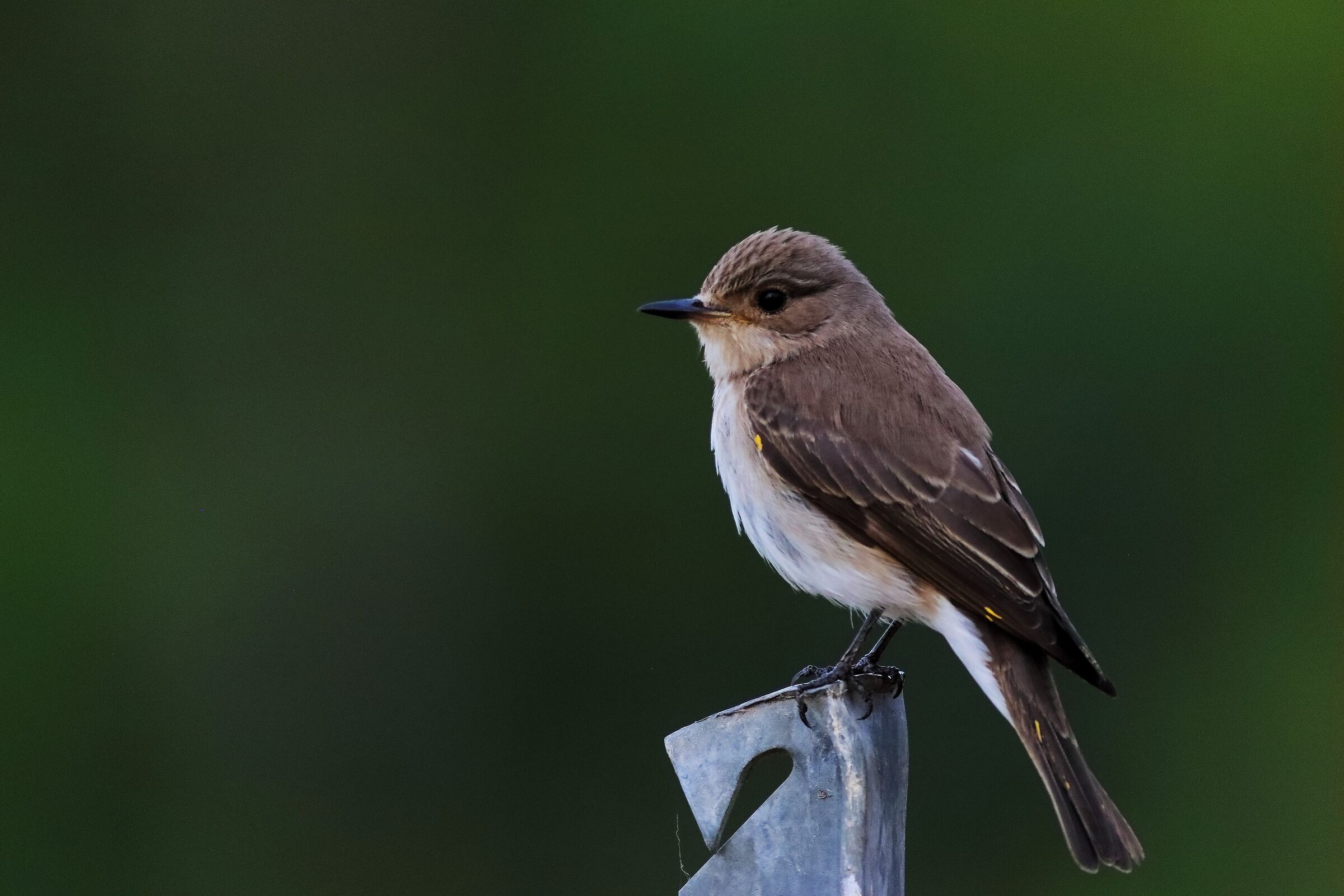 Pigliamosche 15-06-2024 - 0074