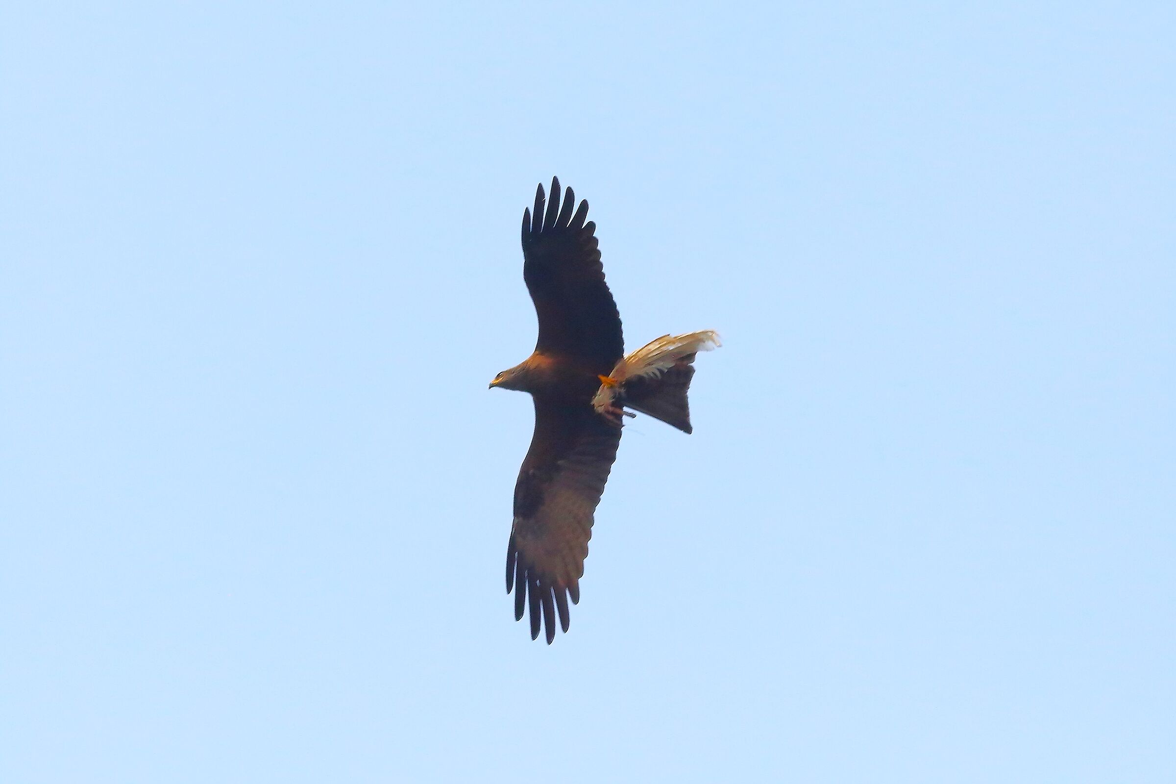 Nibbio bruno 22 marzo 2024 - 7163