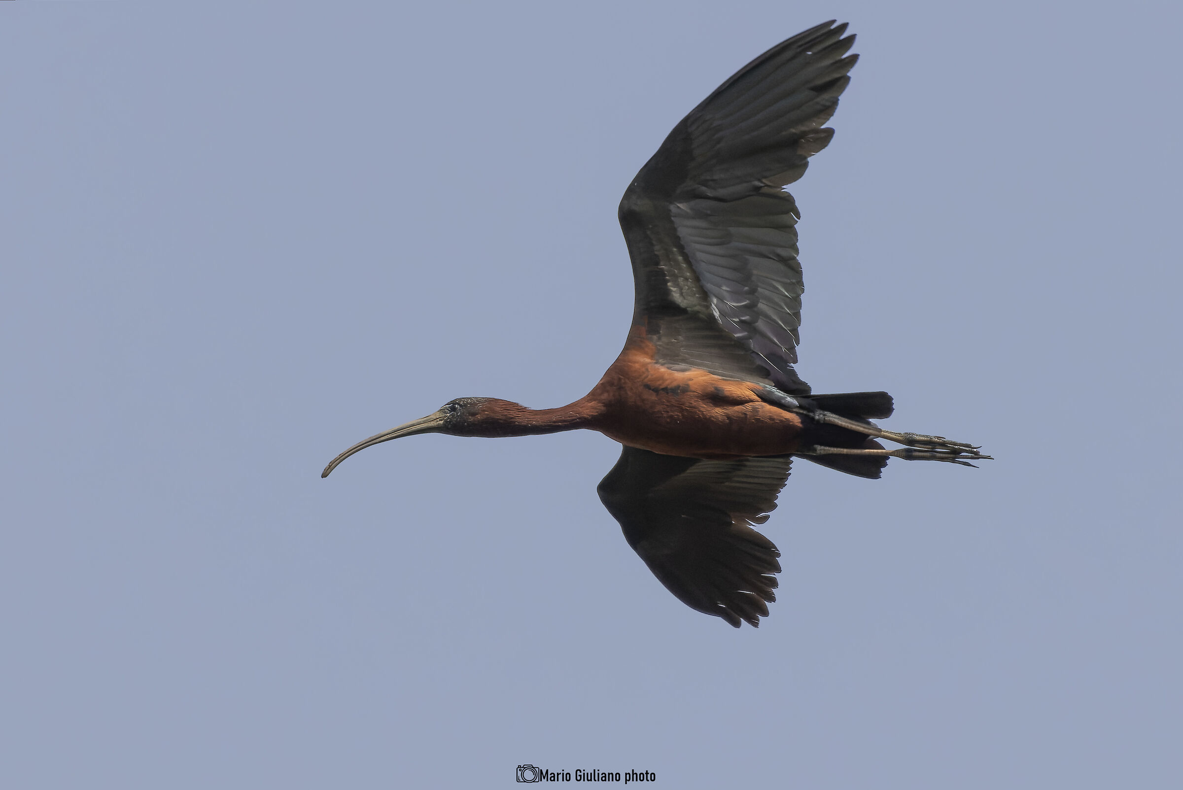 Glossy ibis