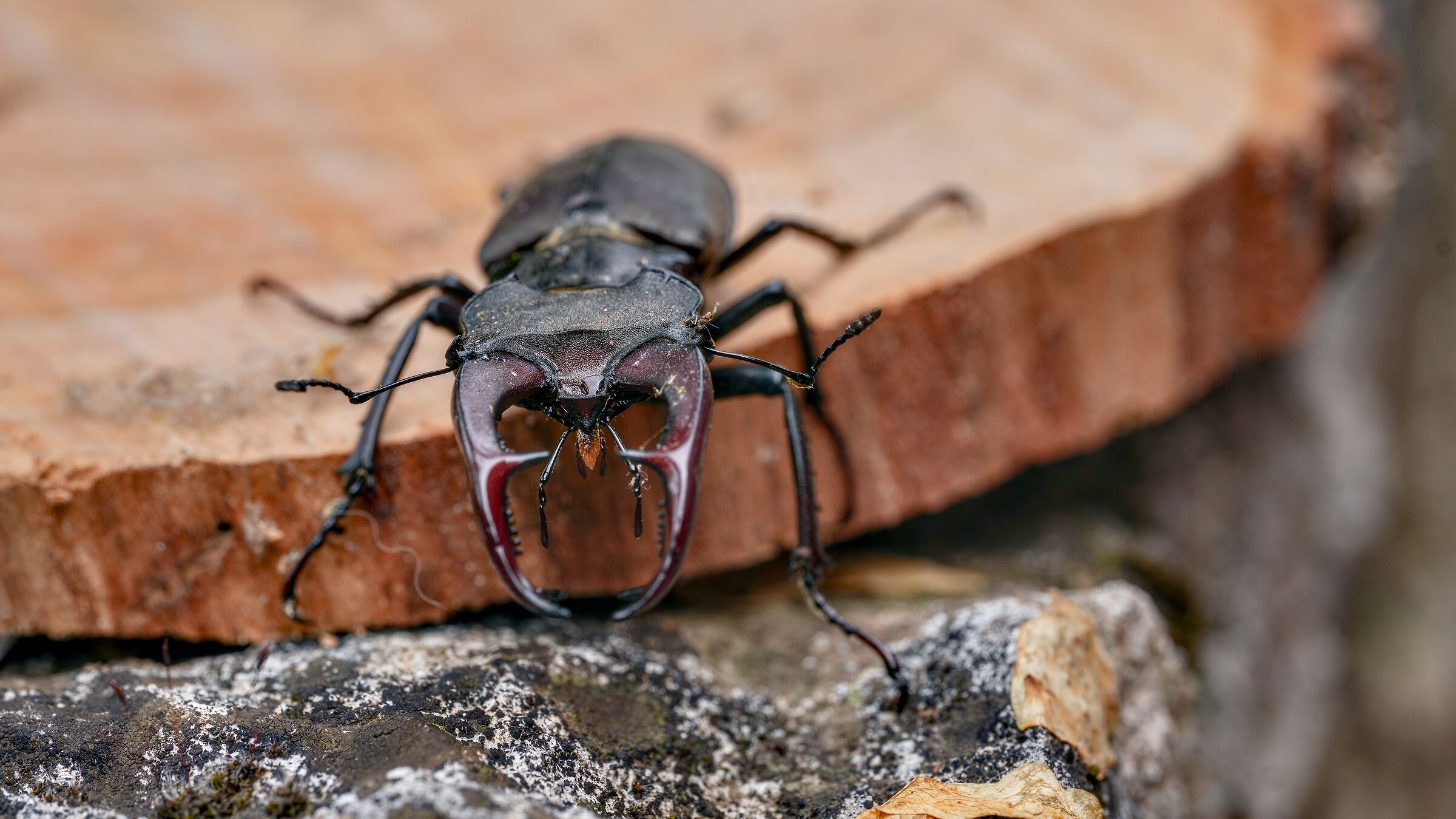 Lucanus cervus Linnaeus 1