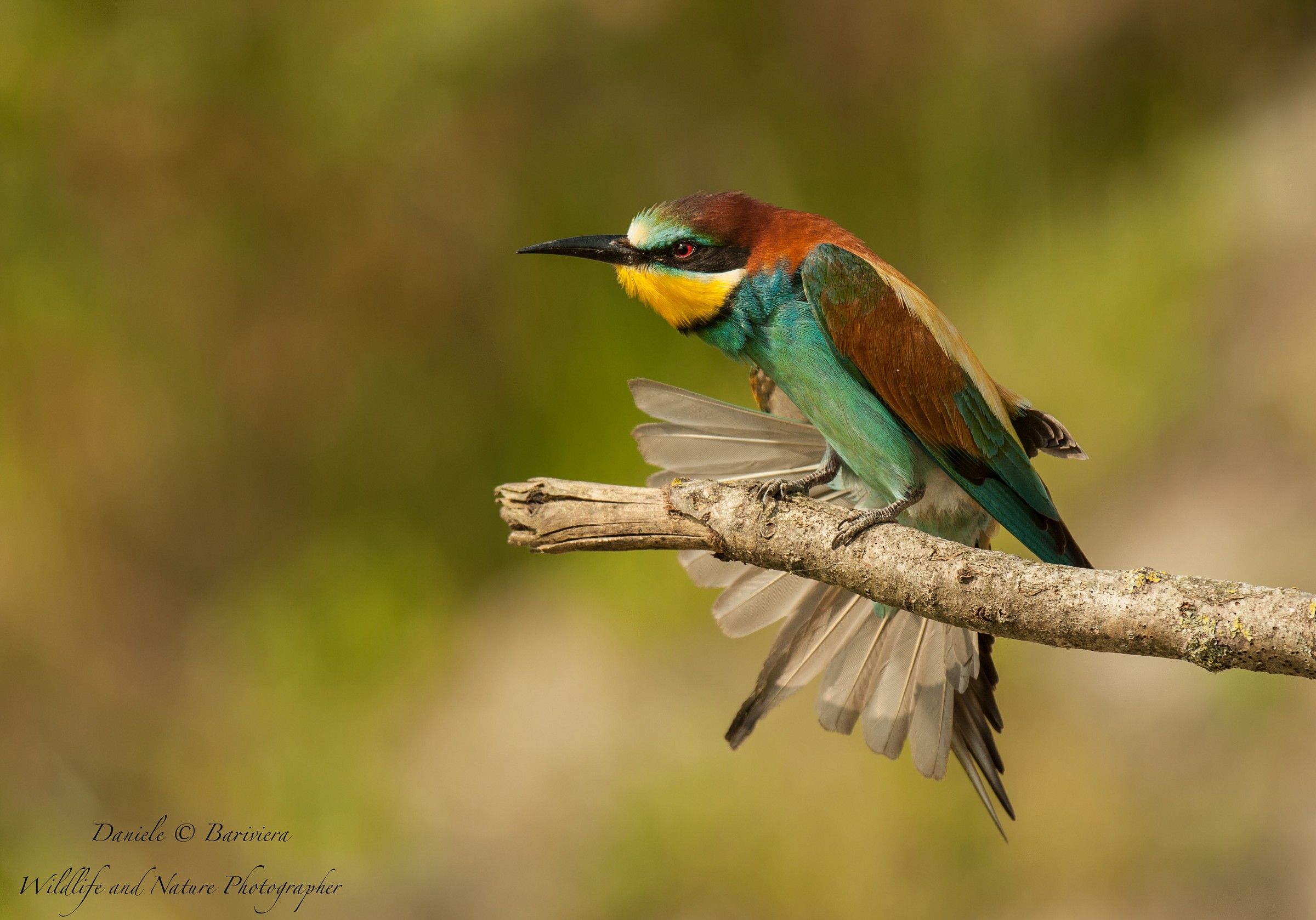 il ventaglio del Gruccione