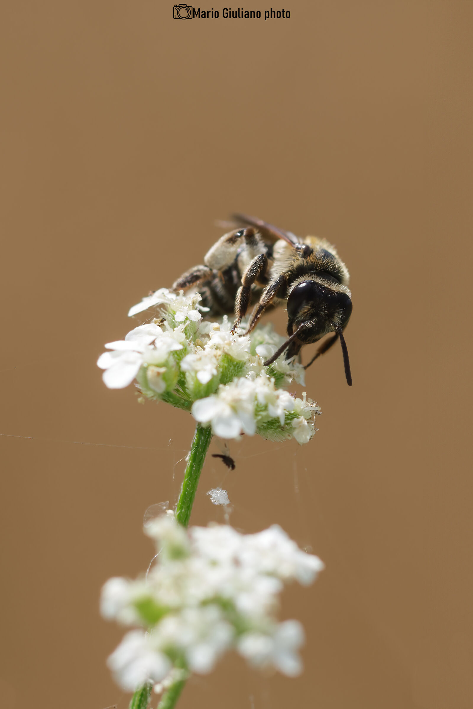 Bee