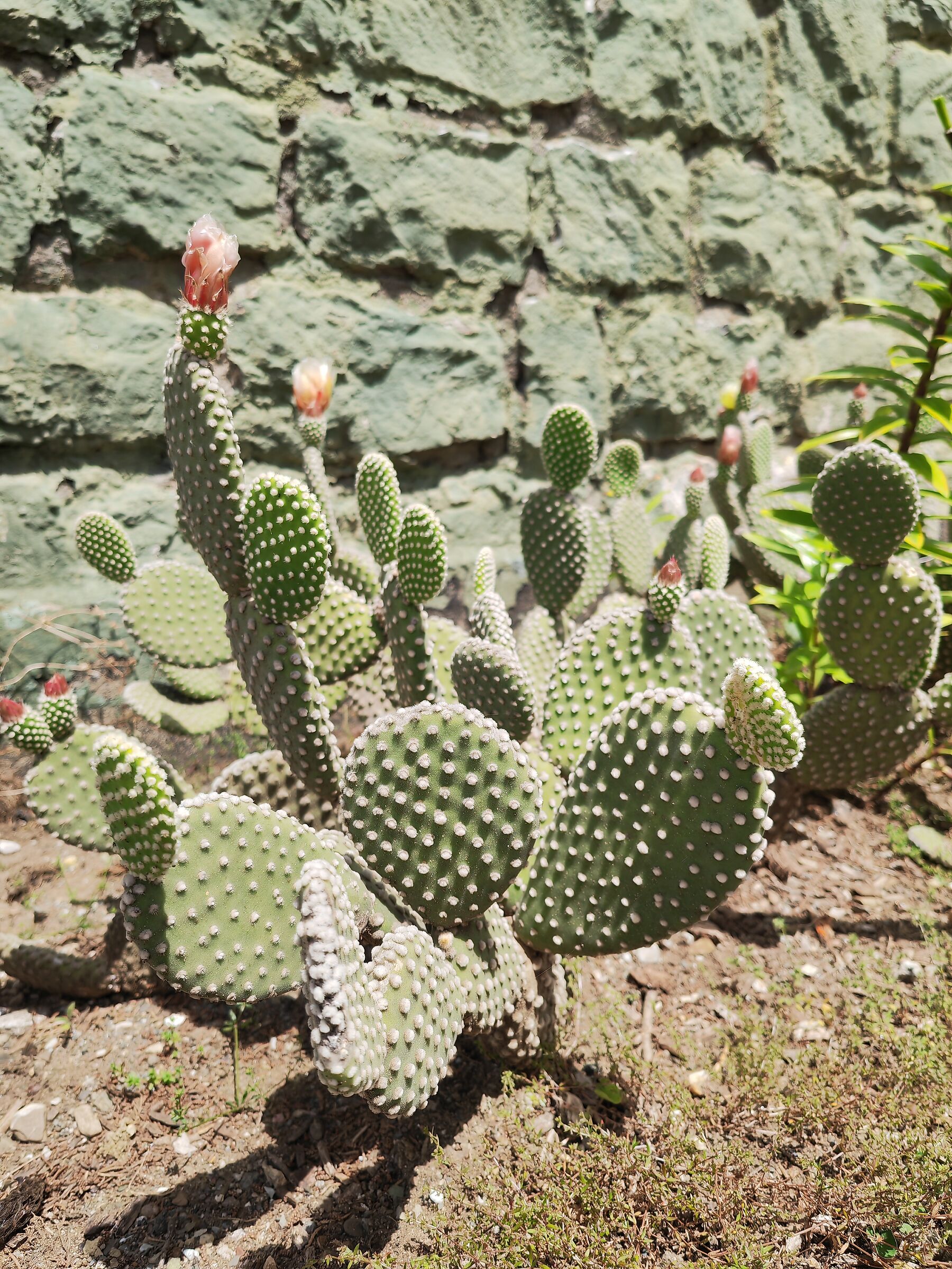 Plant