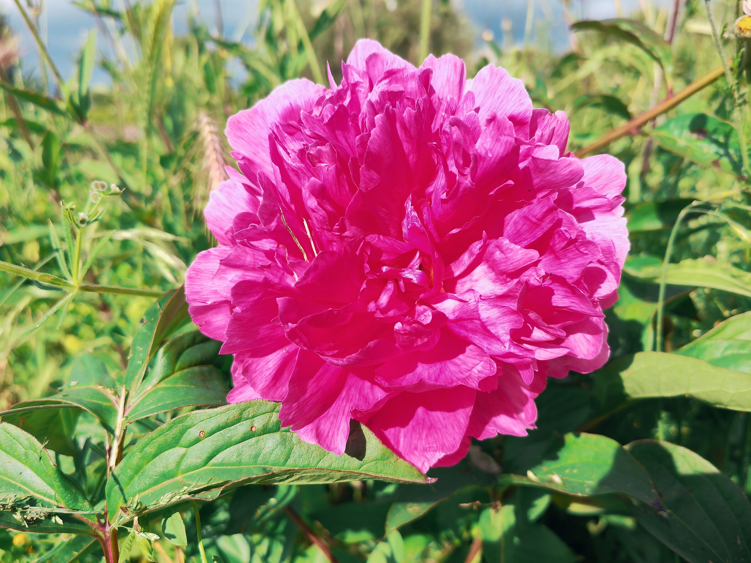Peony