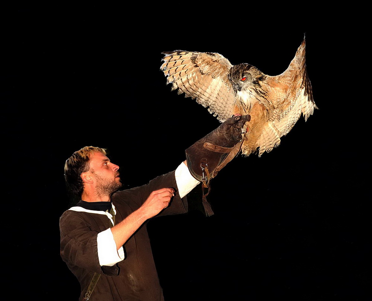 Falconry